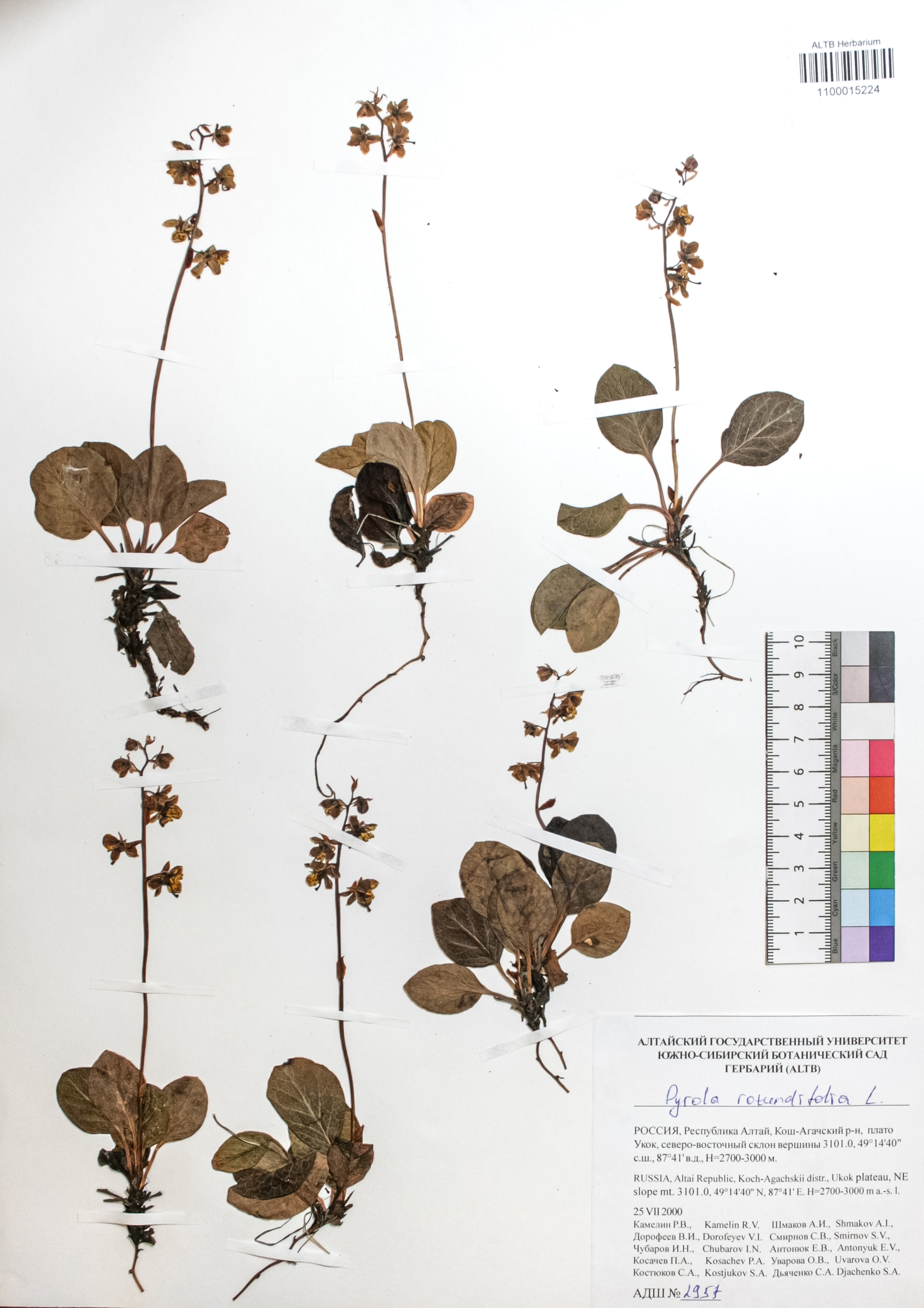 Pyrola rotundifolia L.
