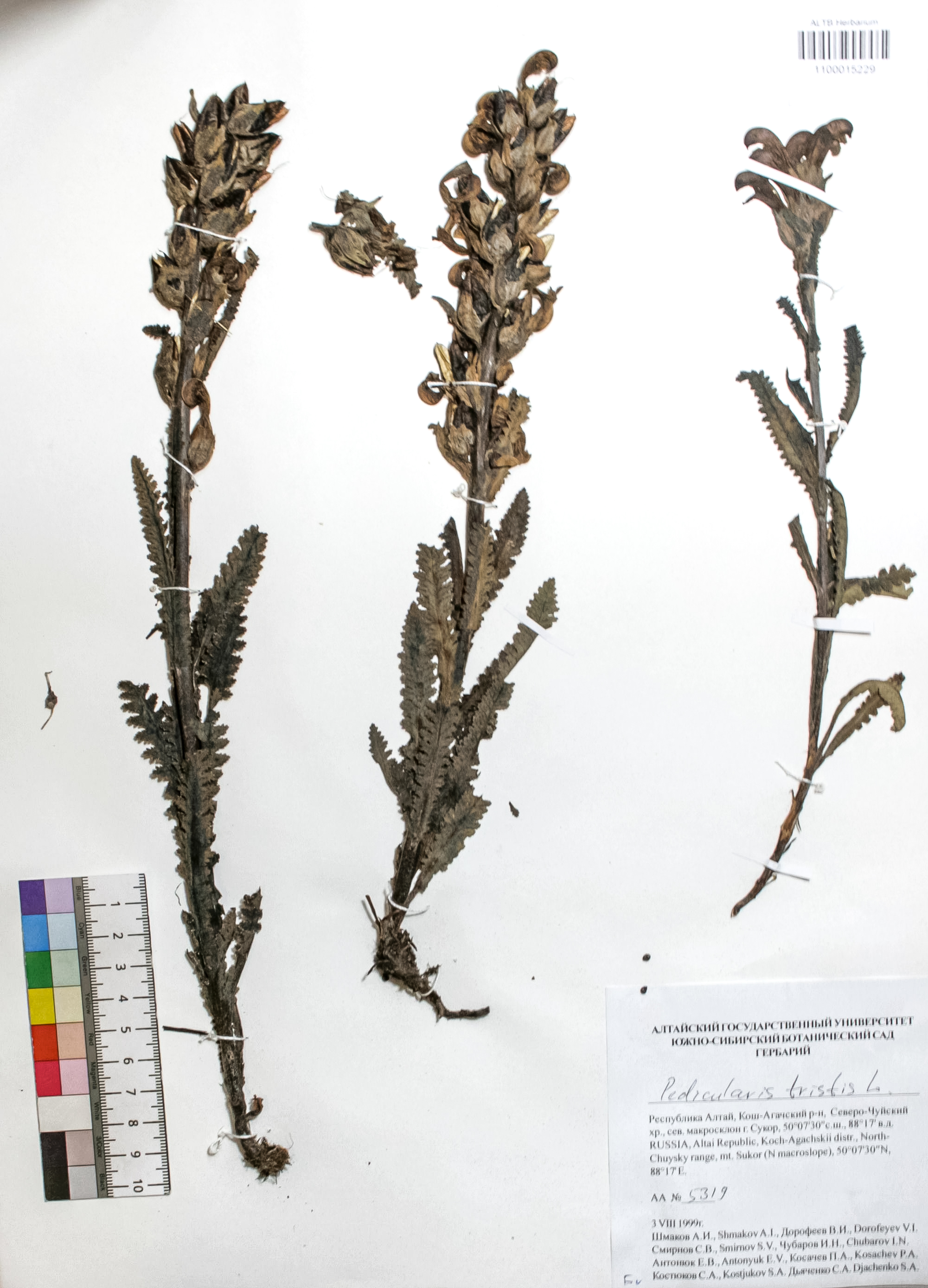 Pedicularis tristis L.