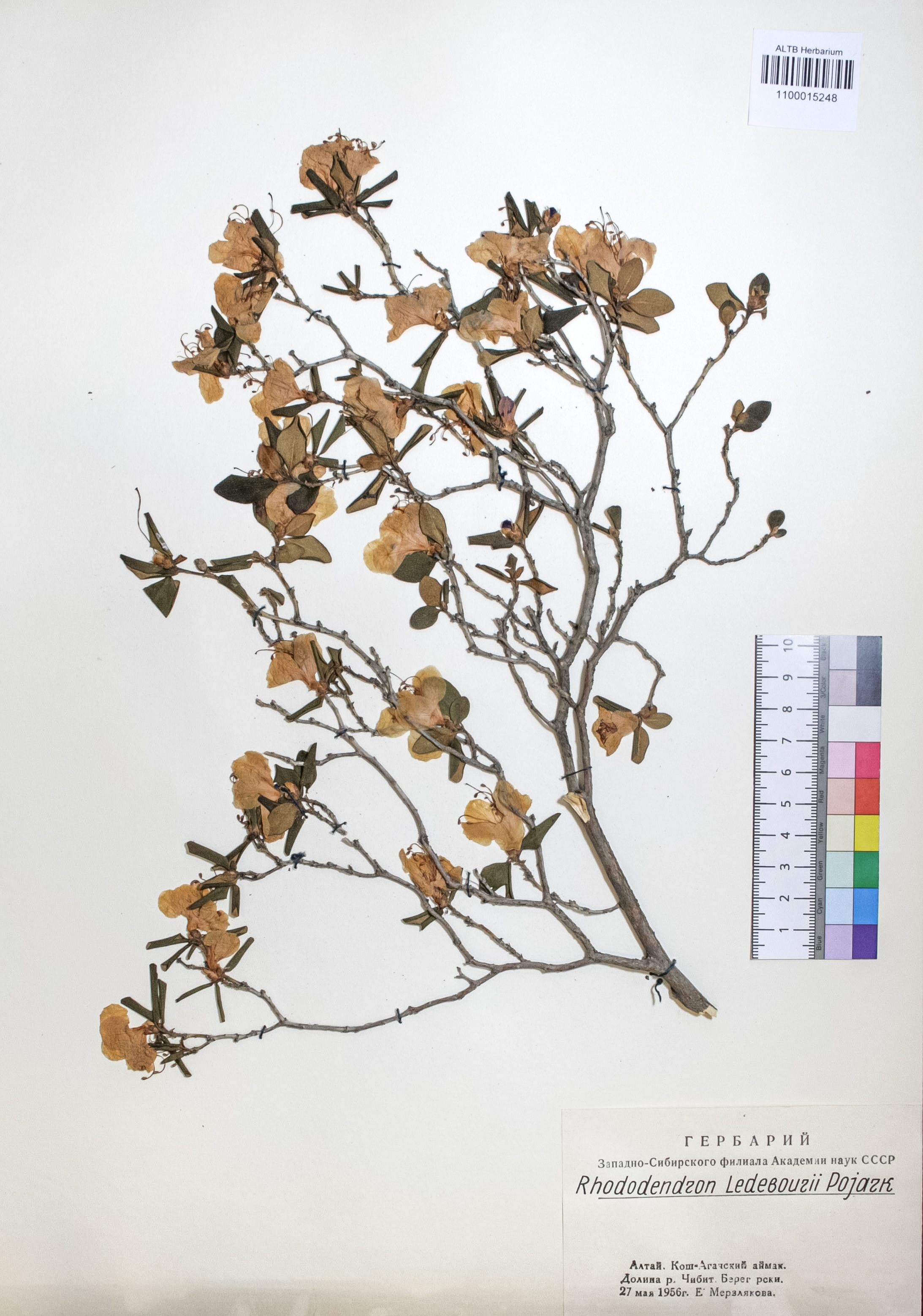 Rhododendron ledebourii Pojark.