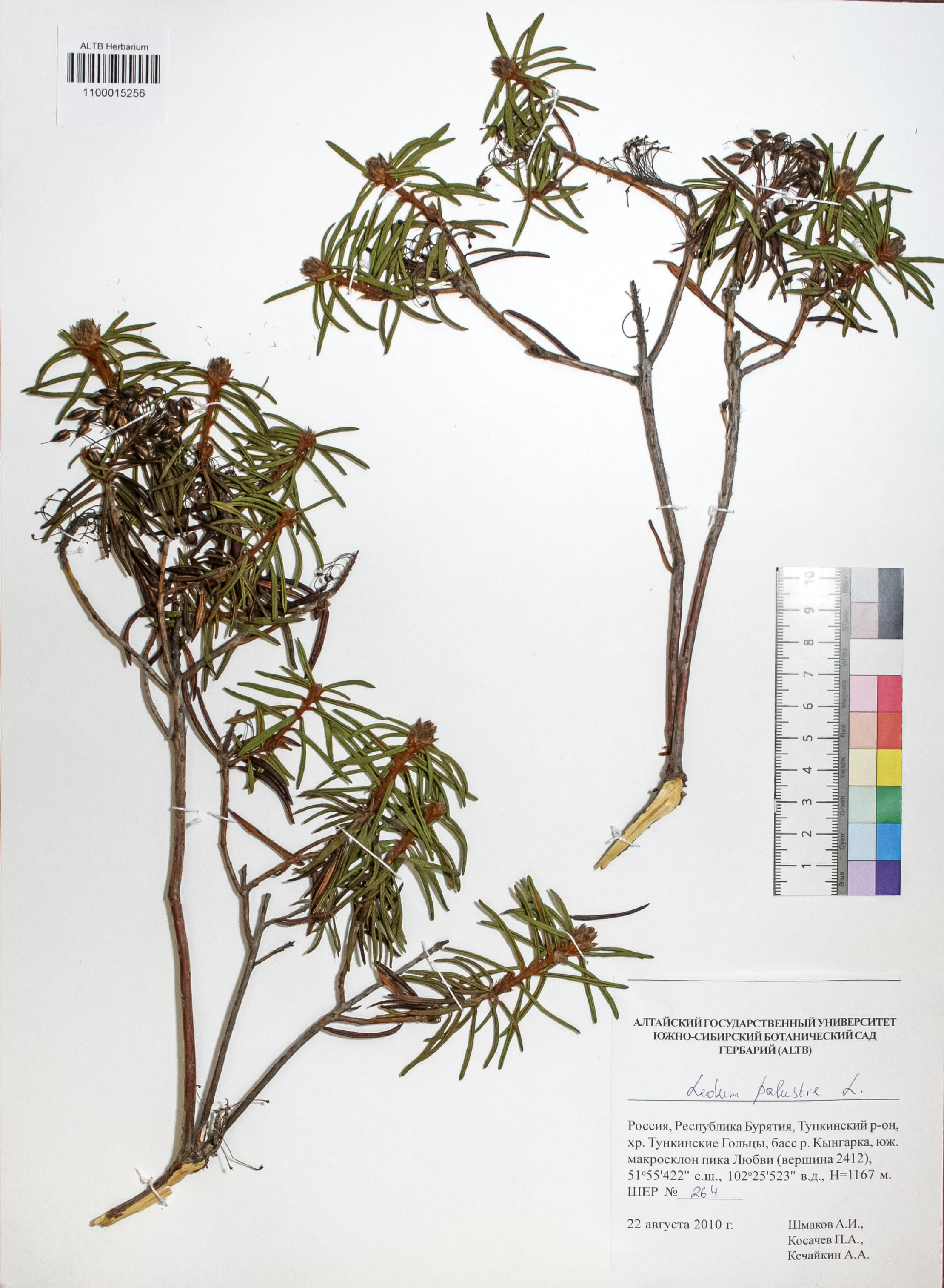 Ledum palustre L.