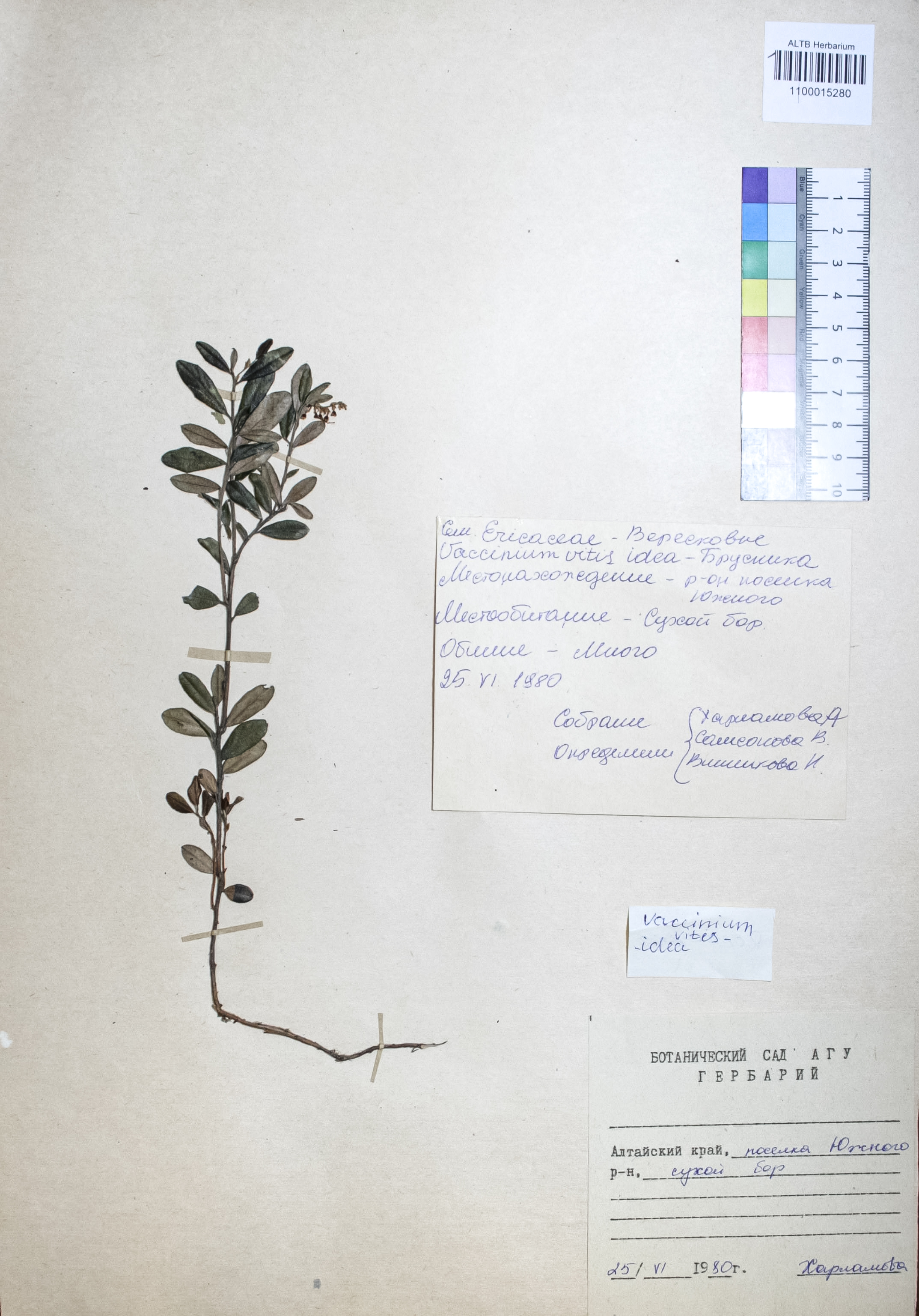 Vaccinium vitis-idaea L.