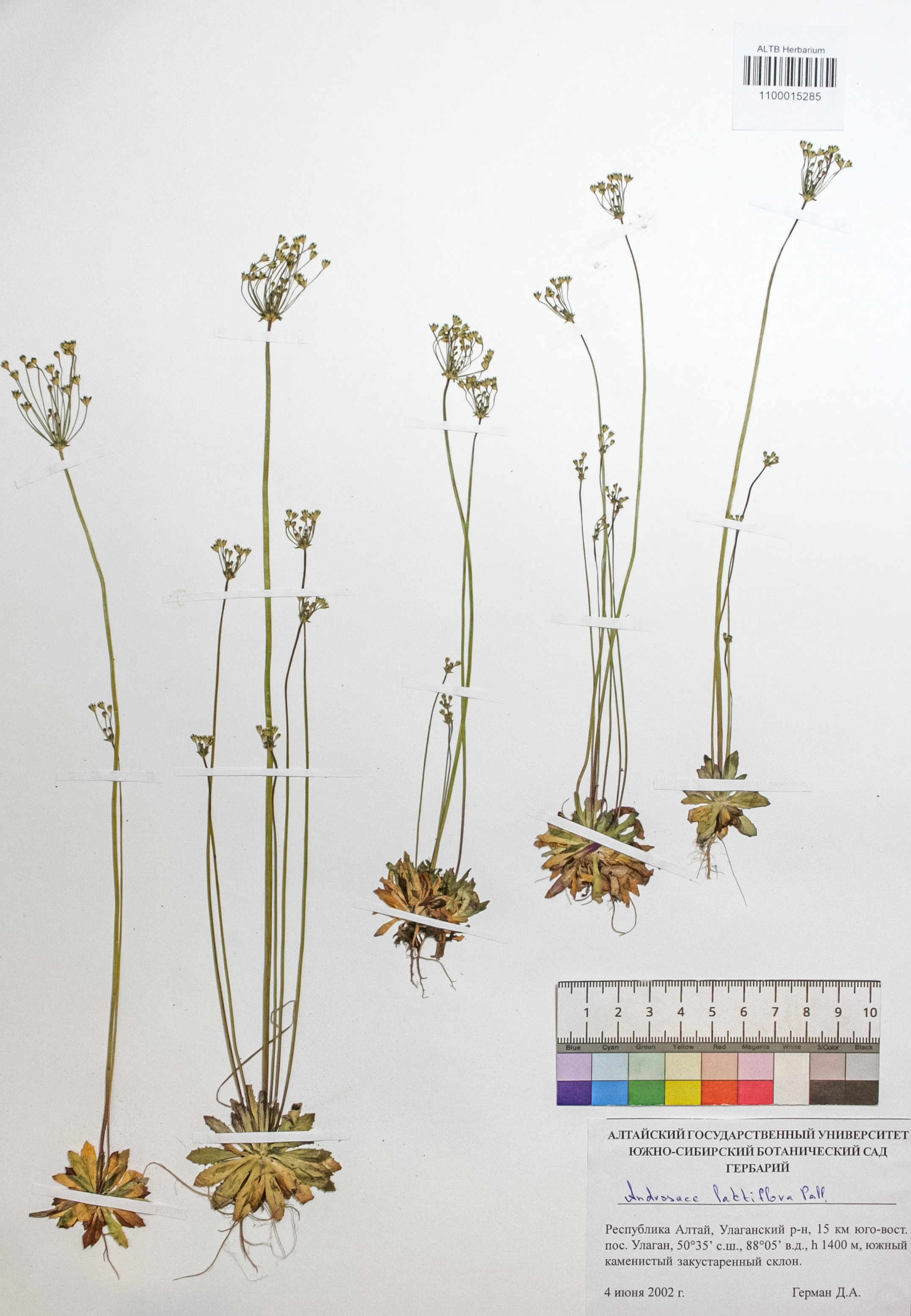 Androsace lactiflora Fisch. ex Willd.