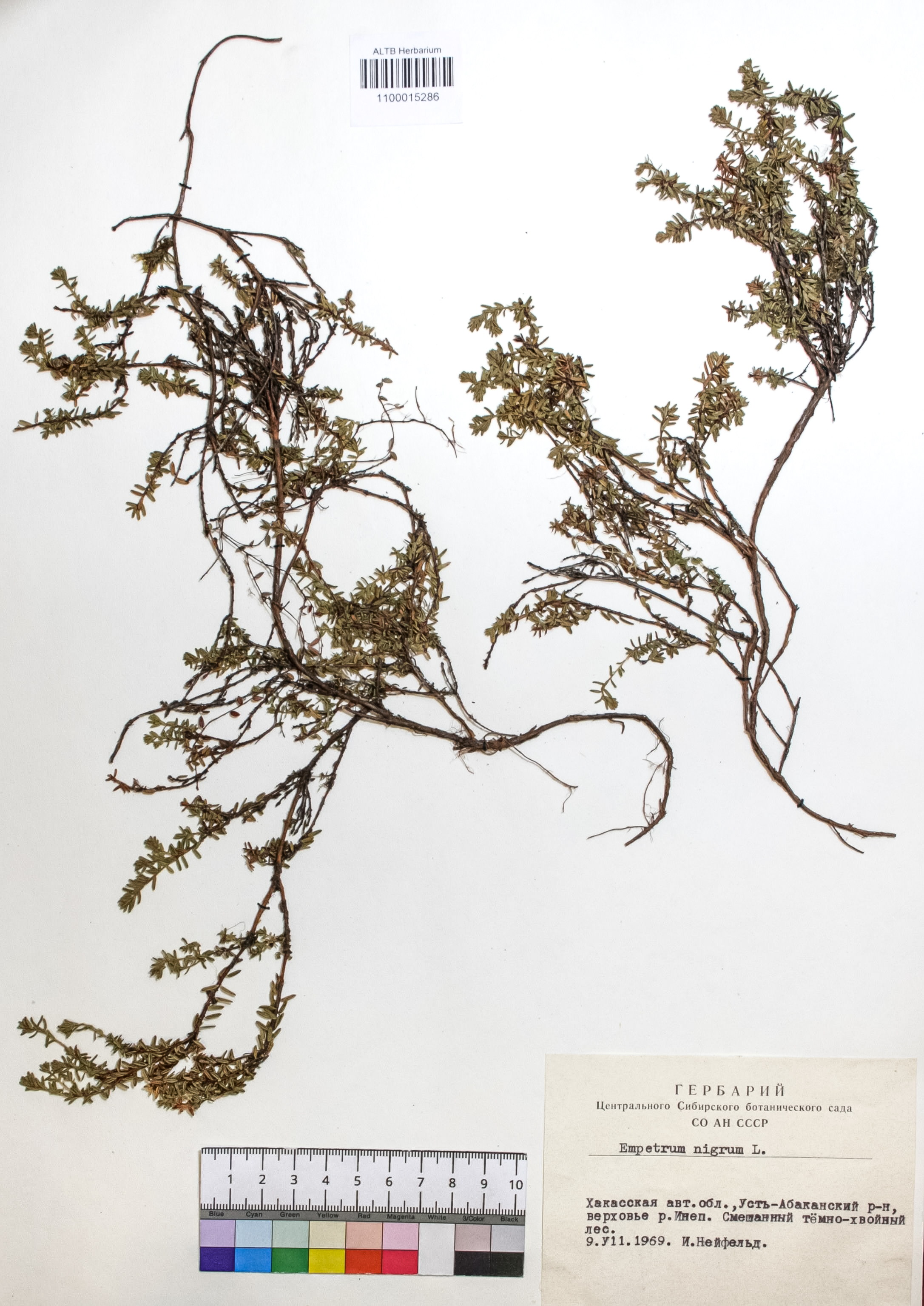 Empetrum nigrum L.