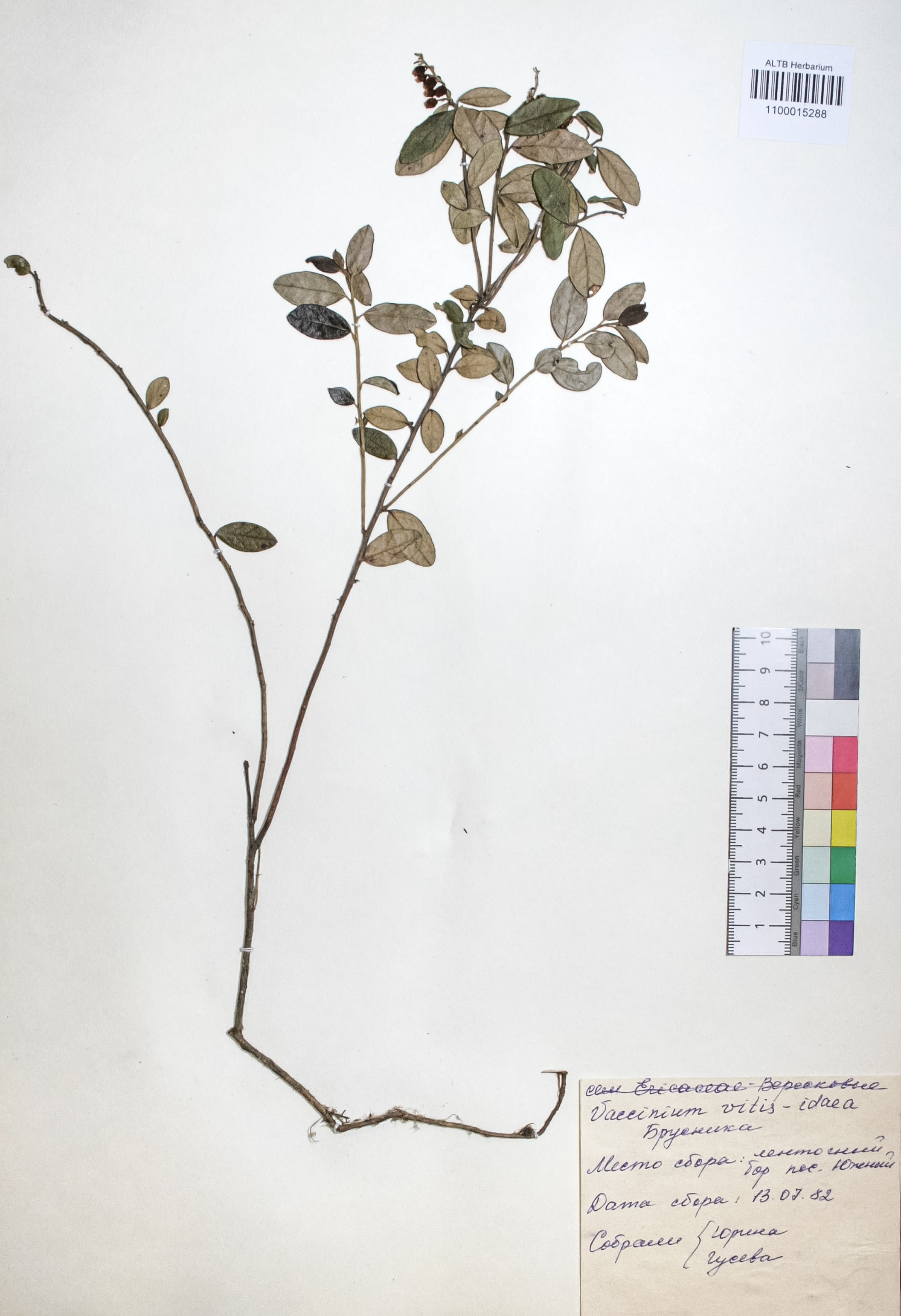 Vaccinium vitis-idaea L.