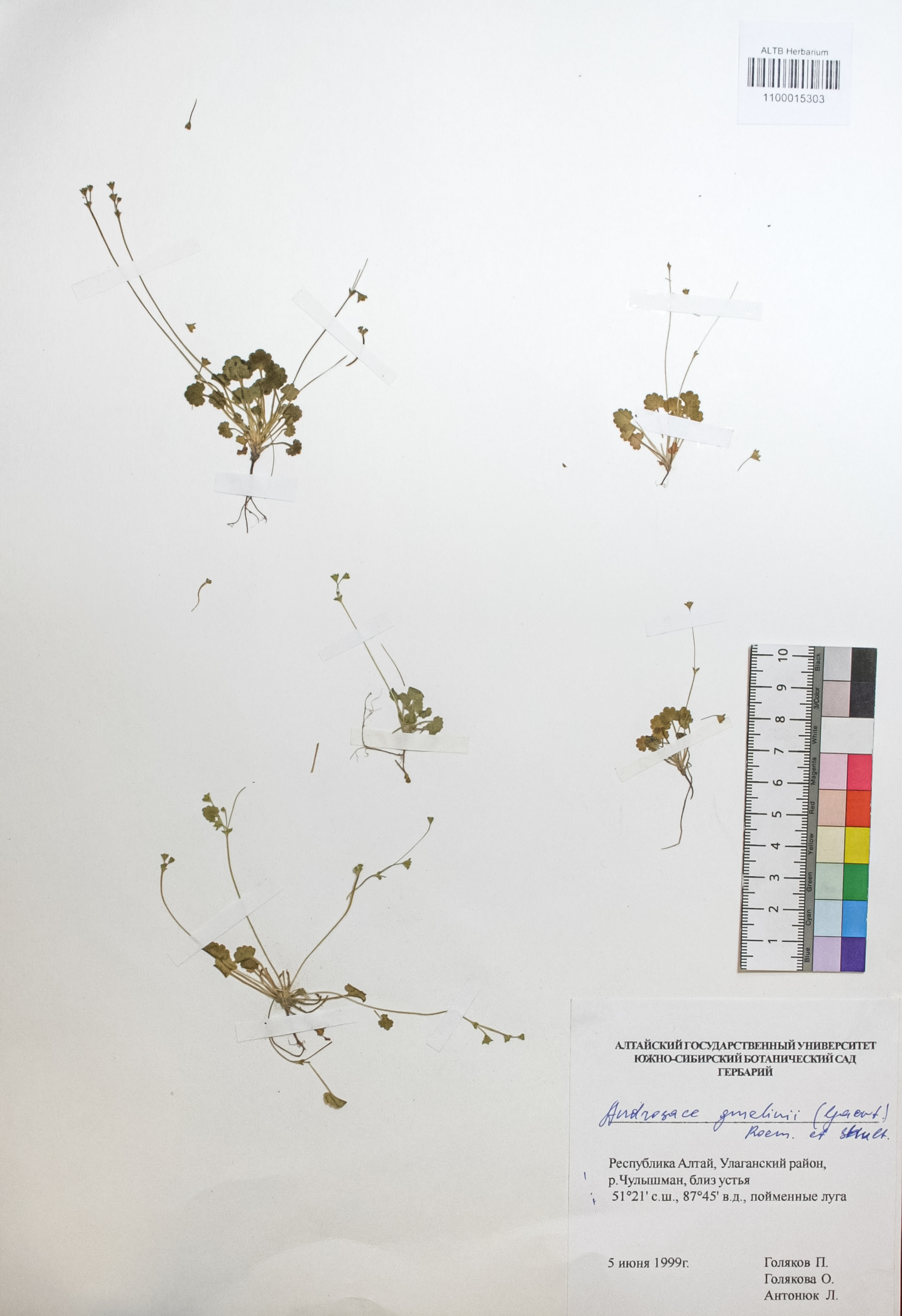 Androsace gmelinii (Gaertn.) Roem. & Schult.