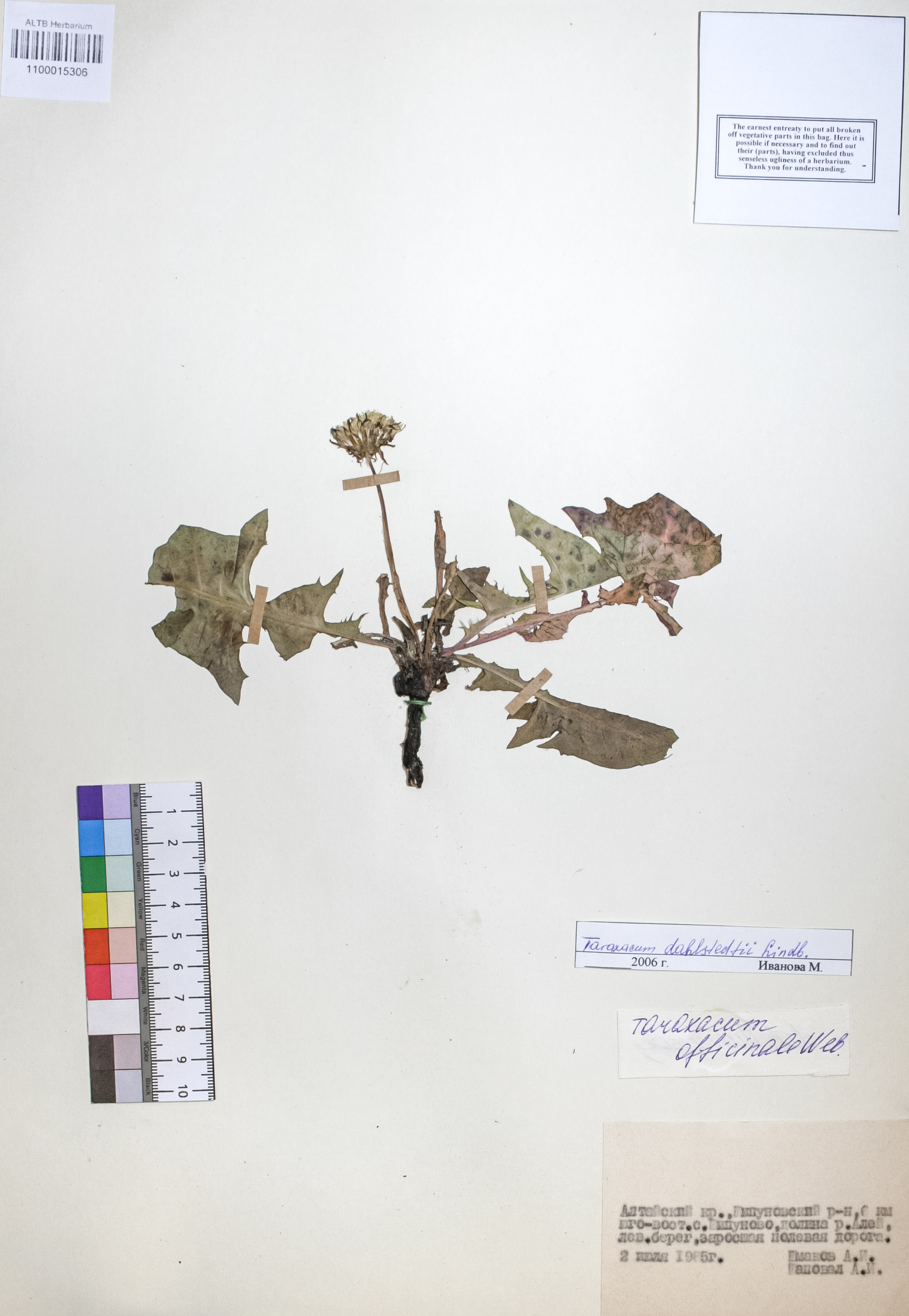 Taraxacum dahlstedtii H. Lindb.
