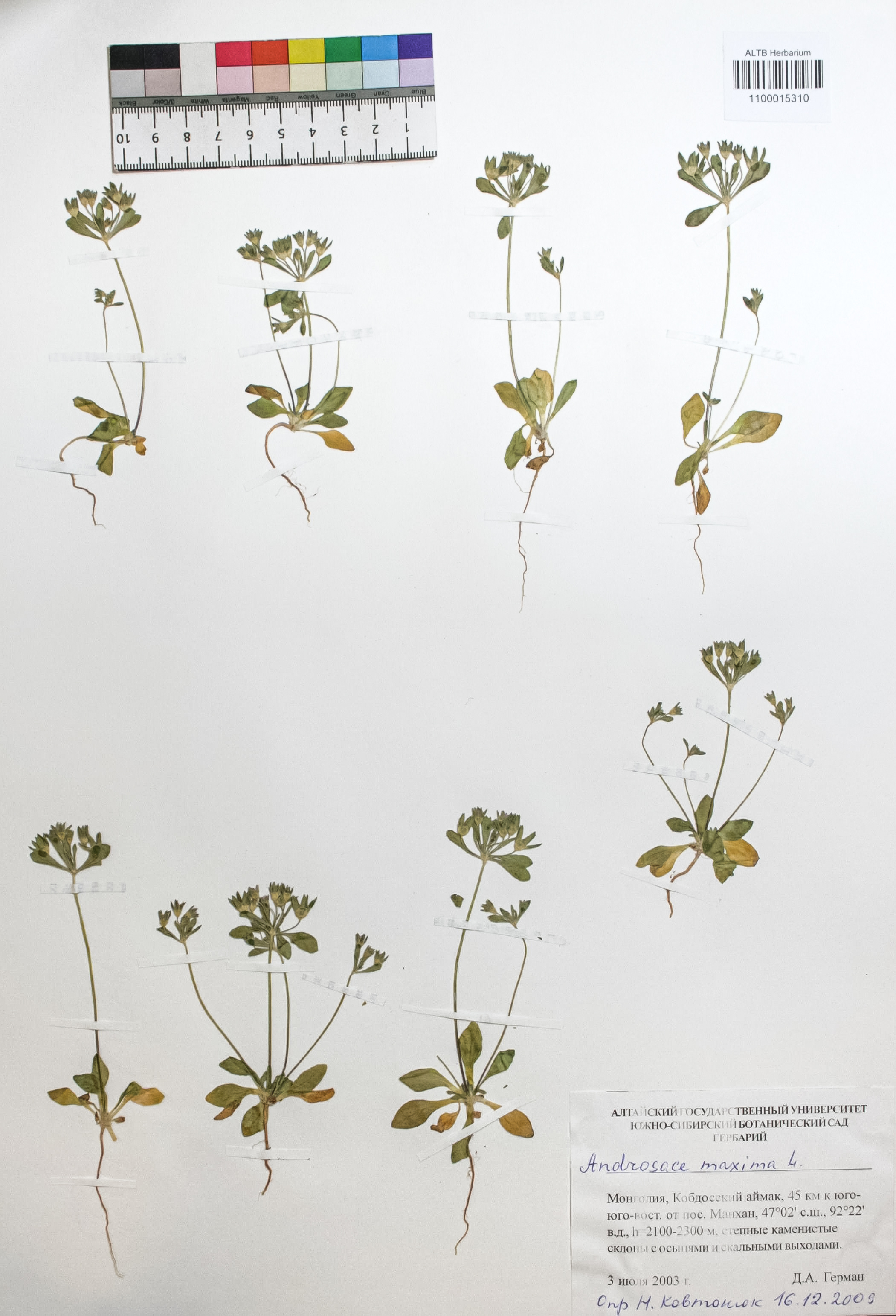 Androsace maxima L.