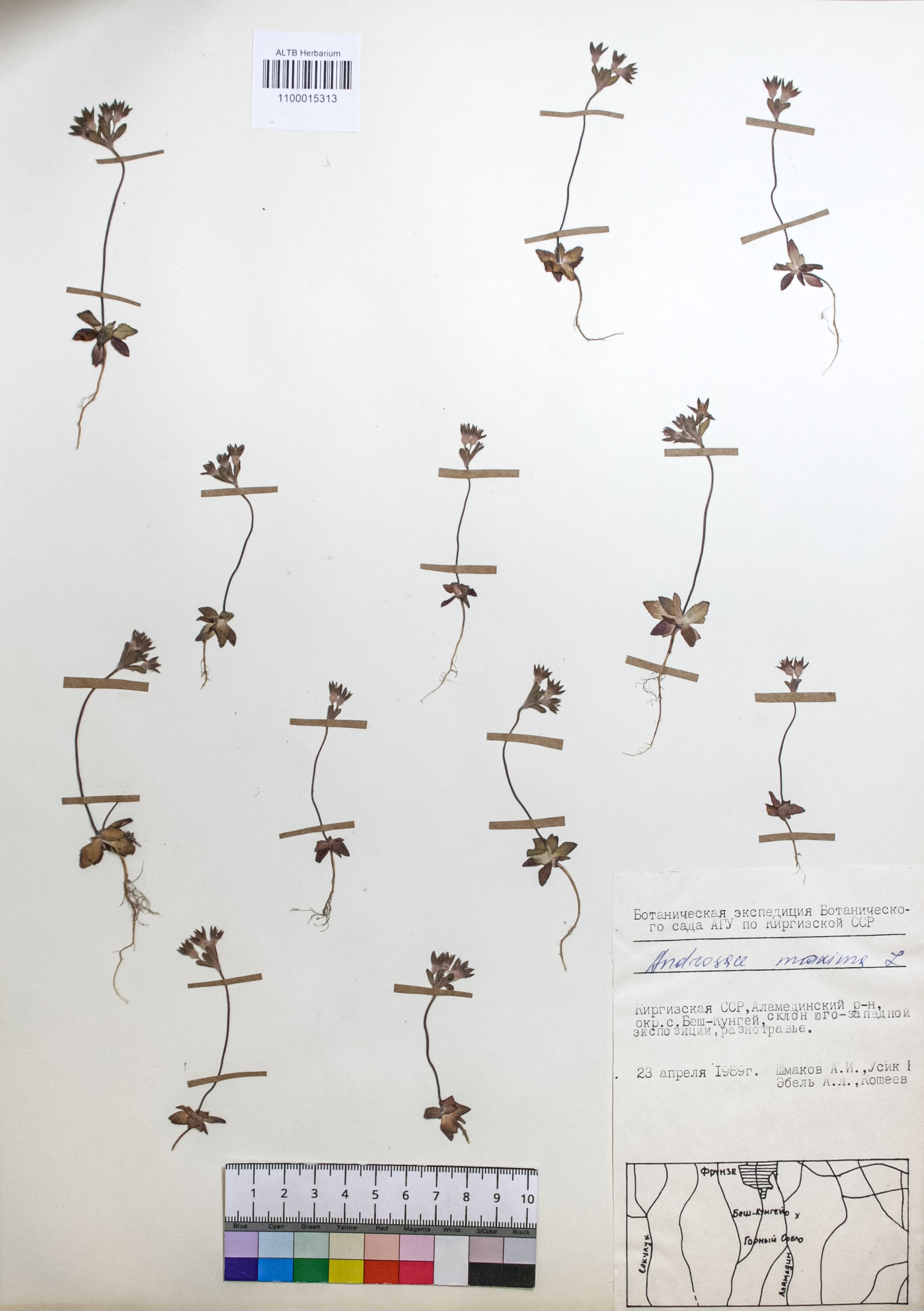 Androsace maxima L.