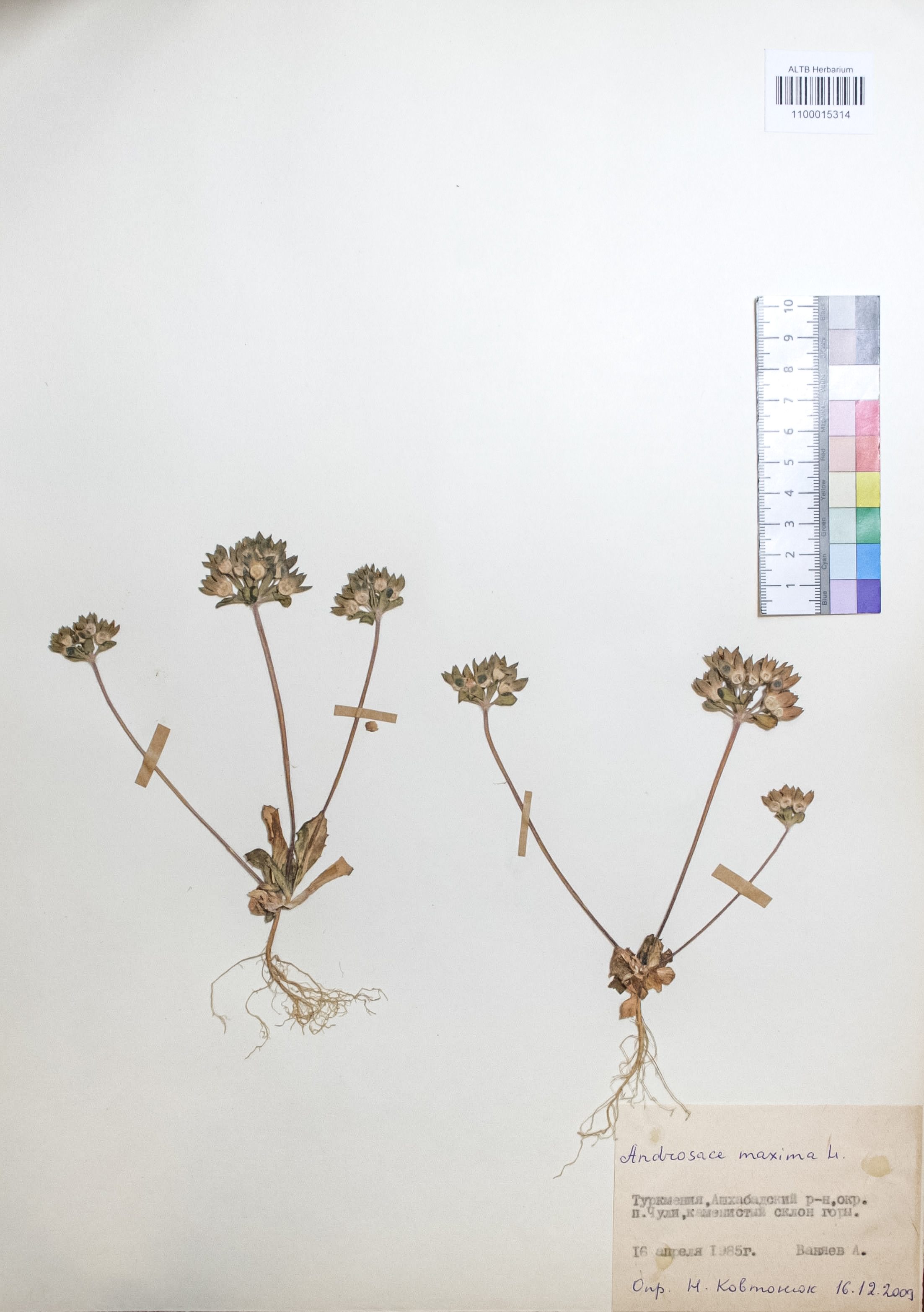 Androsace maxima L.