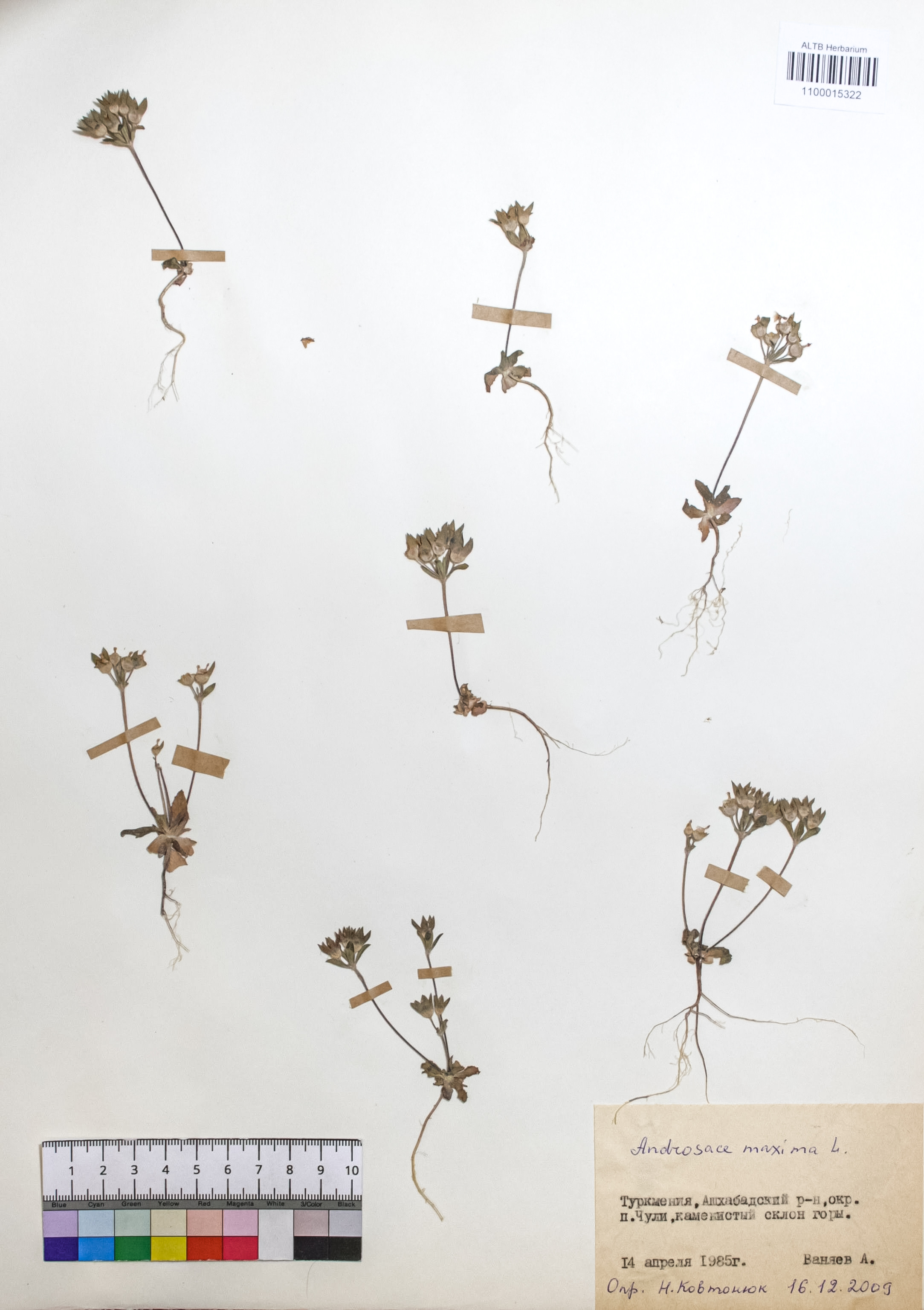 Androsace maxima L.