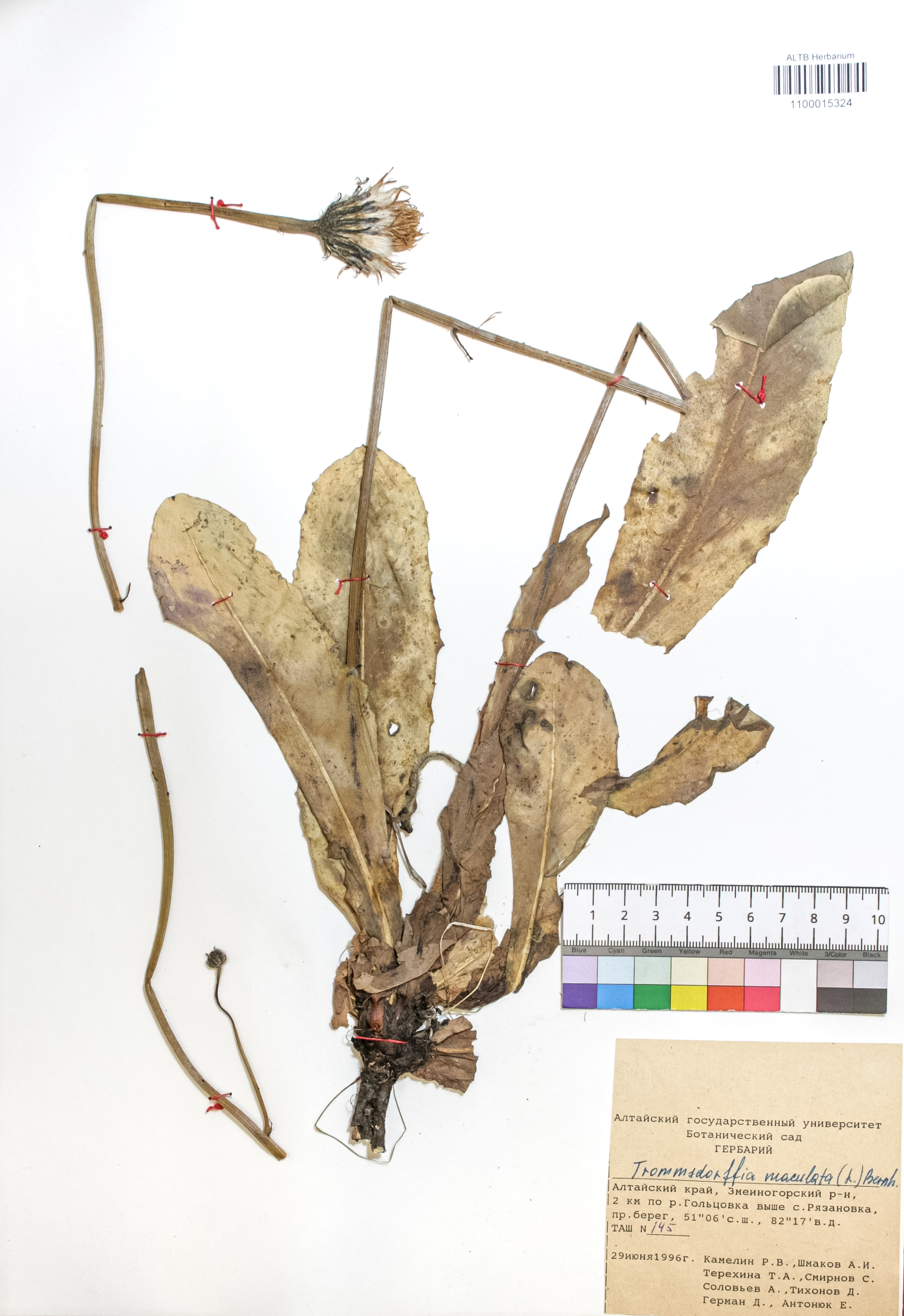 Trommsdorffia maculata (L.) Bernh.