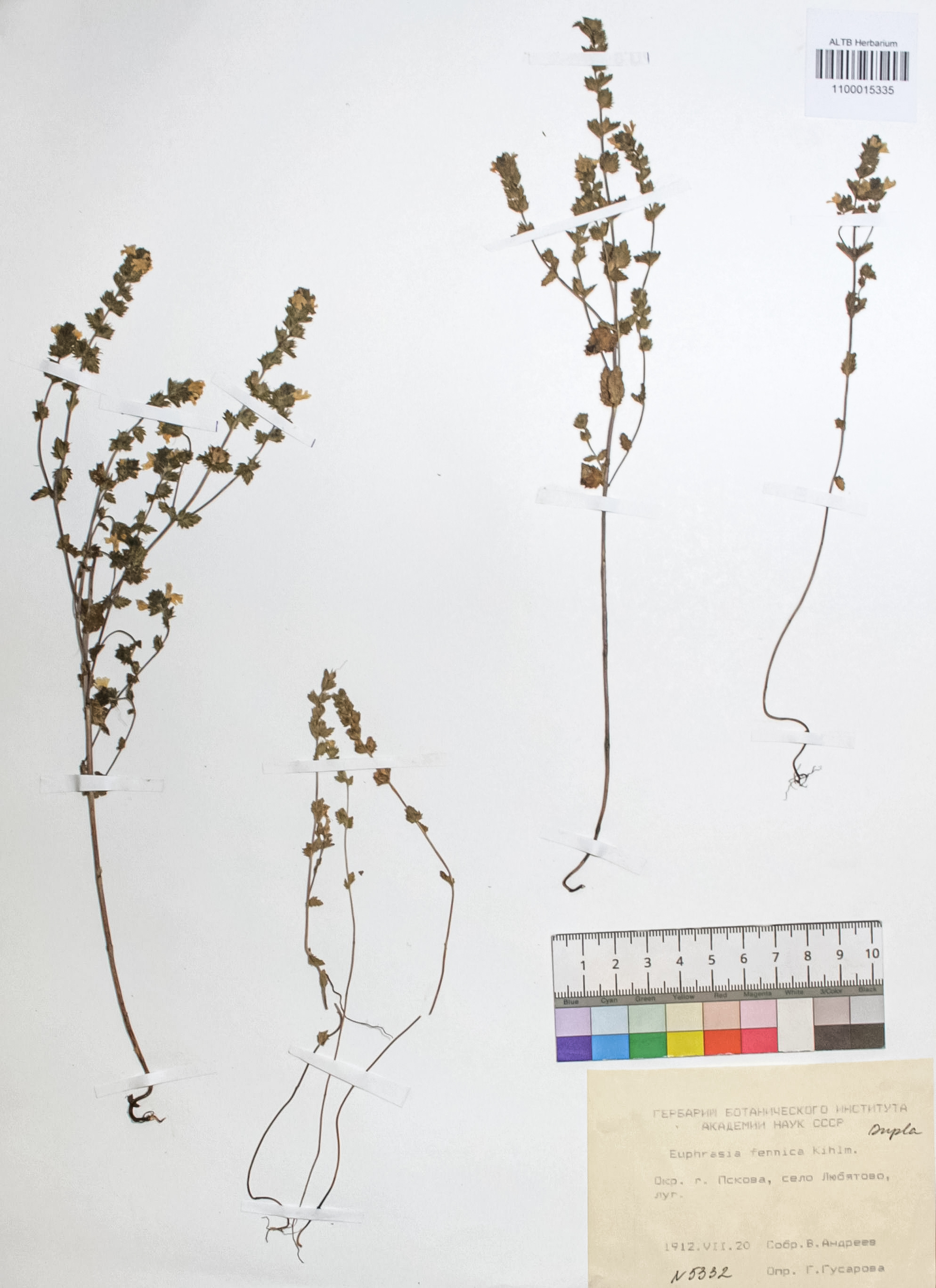 Euphrasia fennica Kihlm