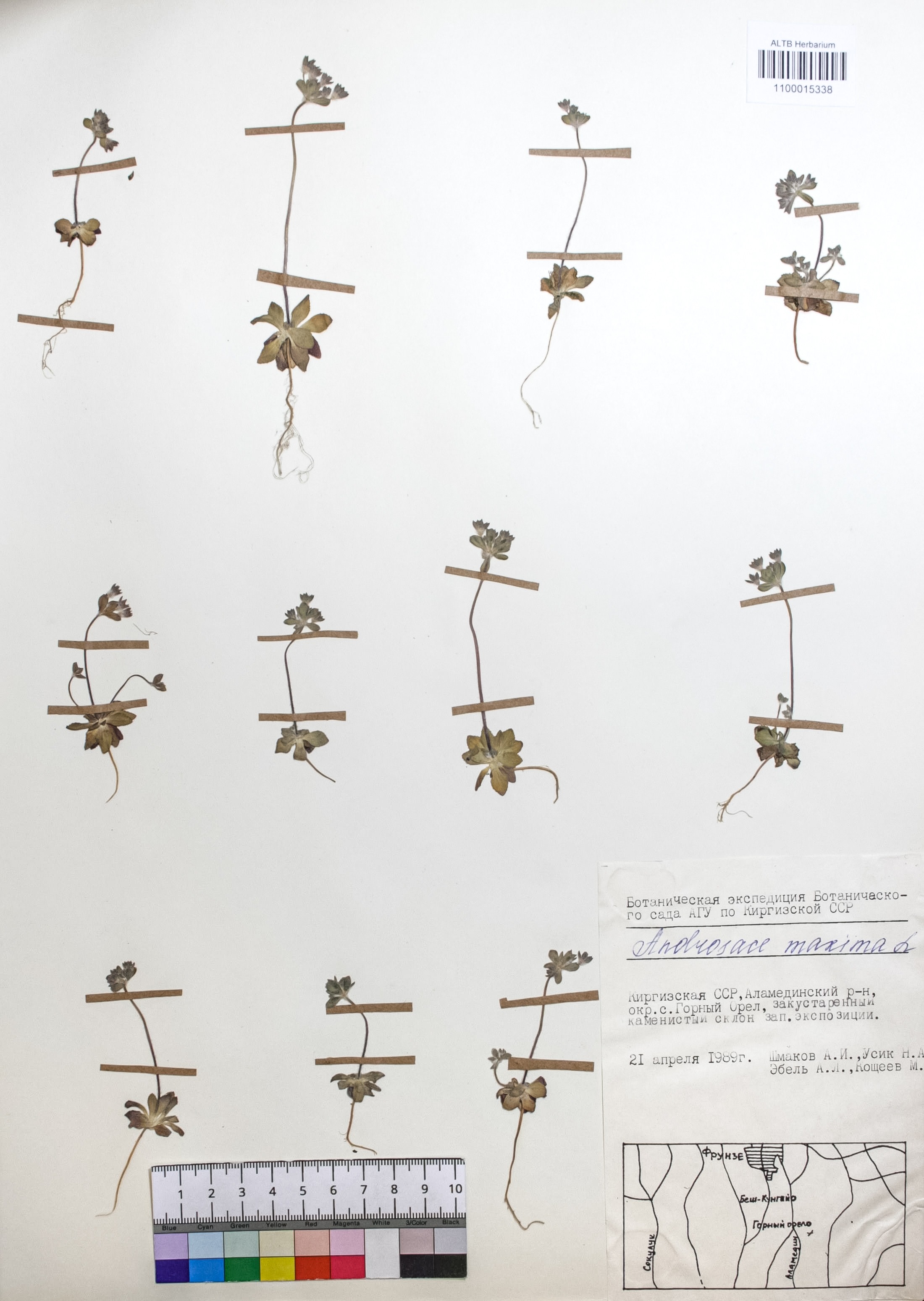 Androsace maxima L.