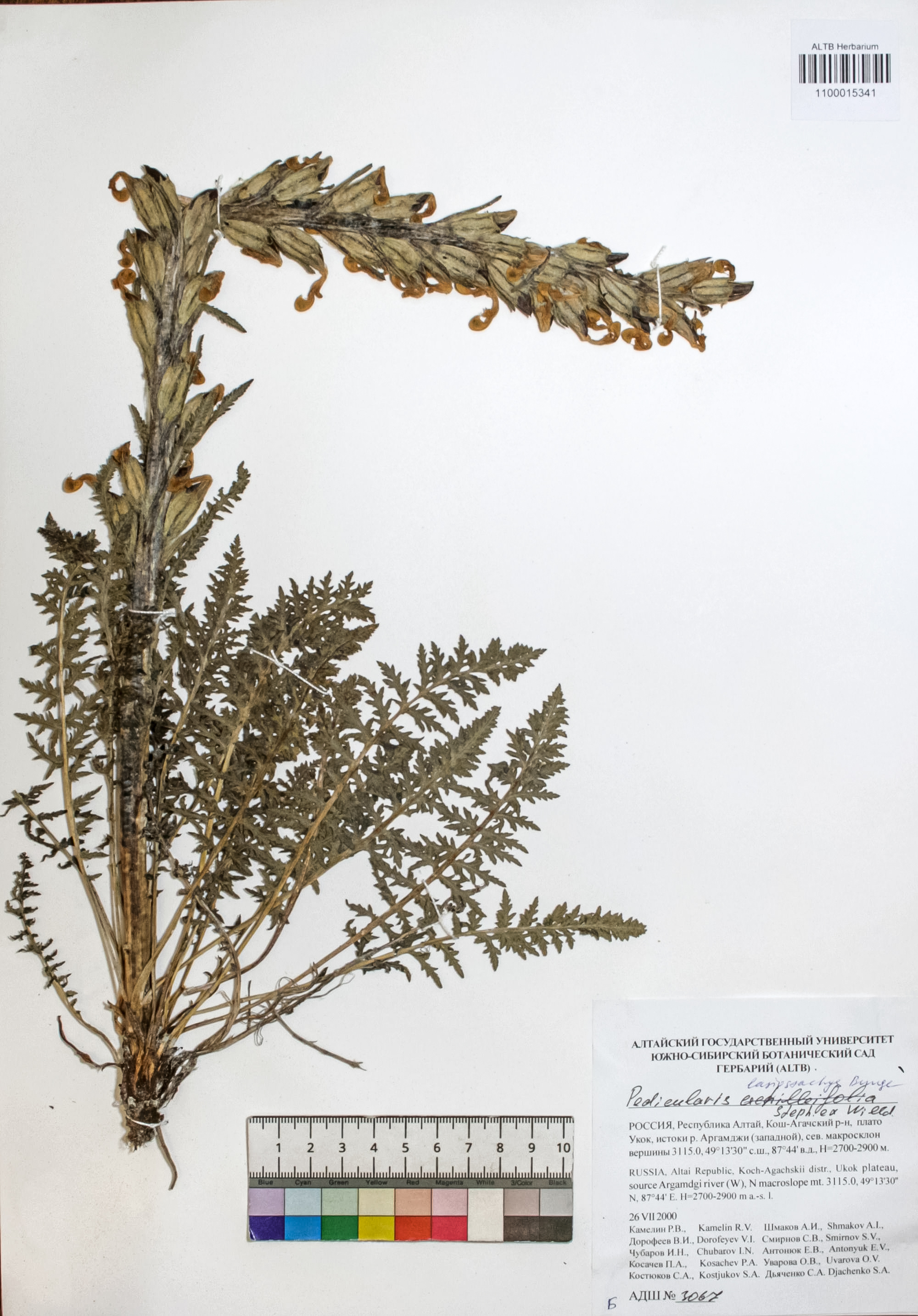 Pedicularis lasiostachys Bunge