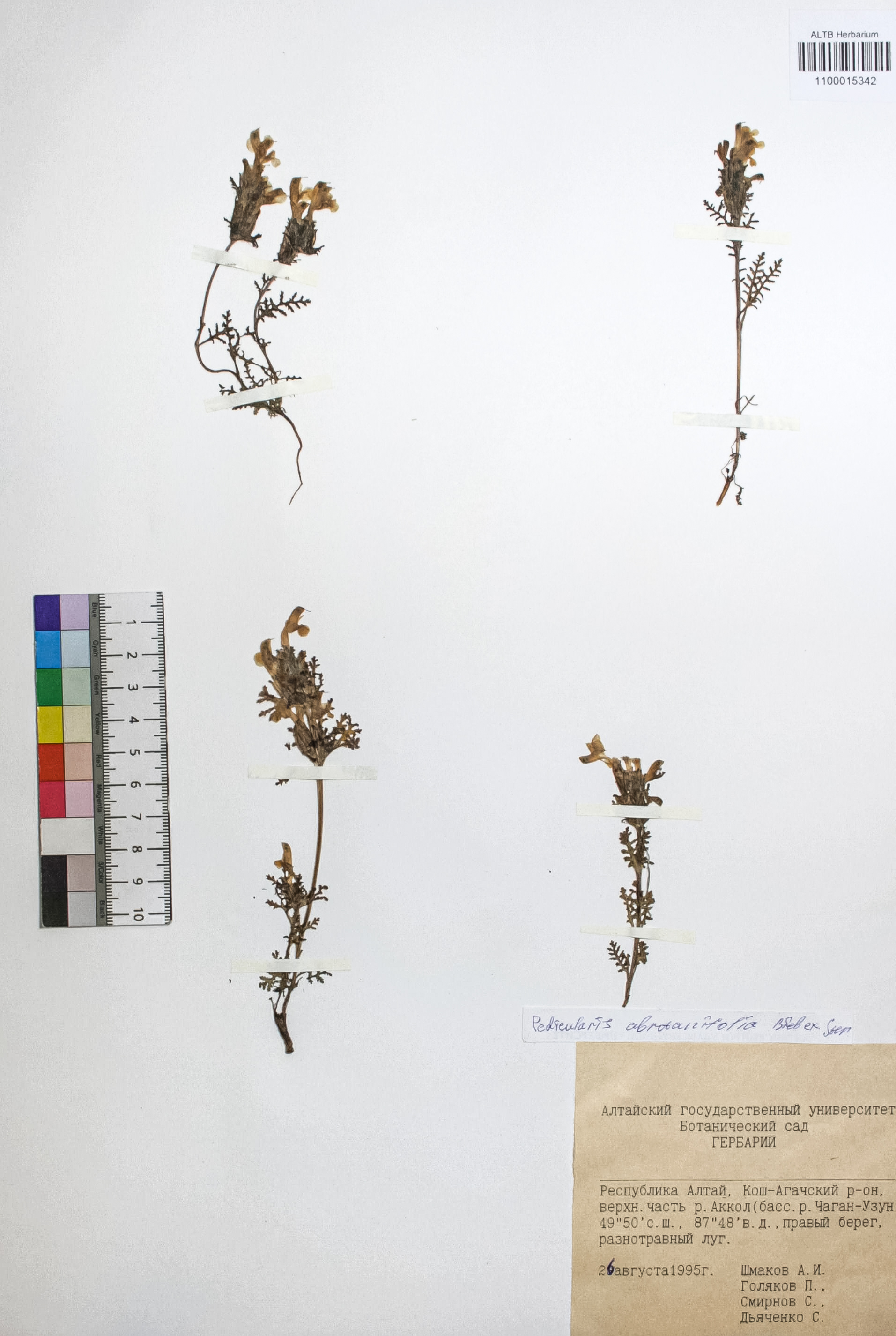 Pedicularis abrotanifolia Bieb. ex Steven