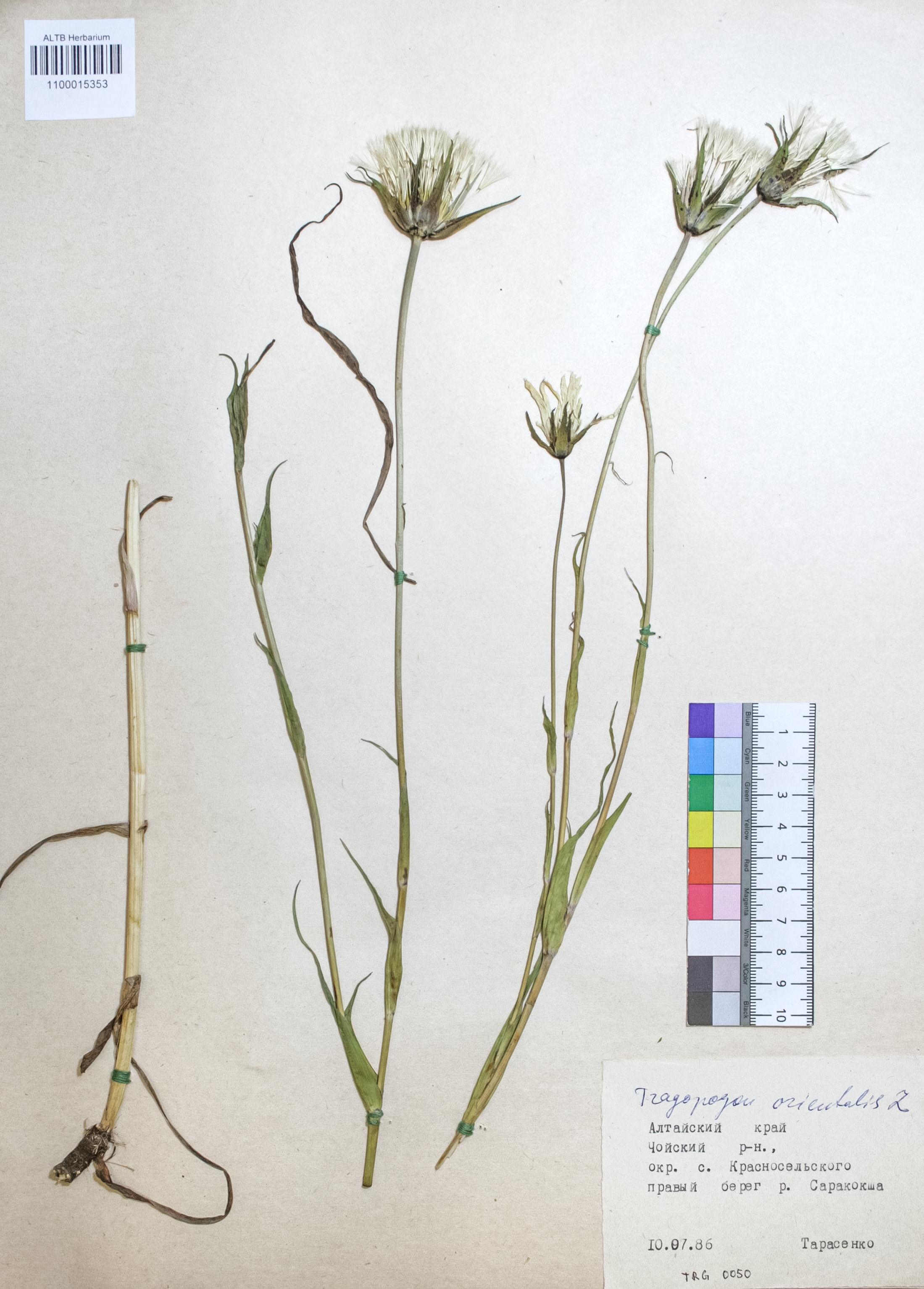 Tragopogon orientalis L.