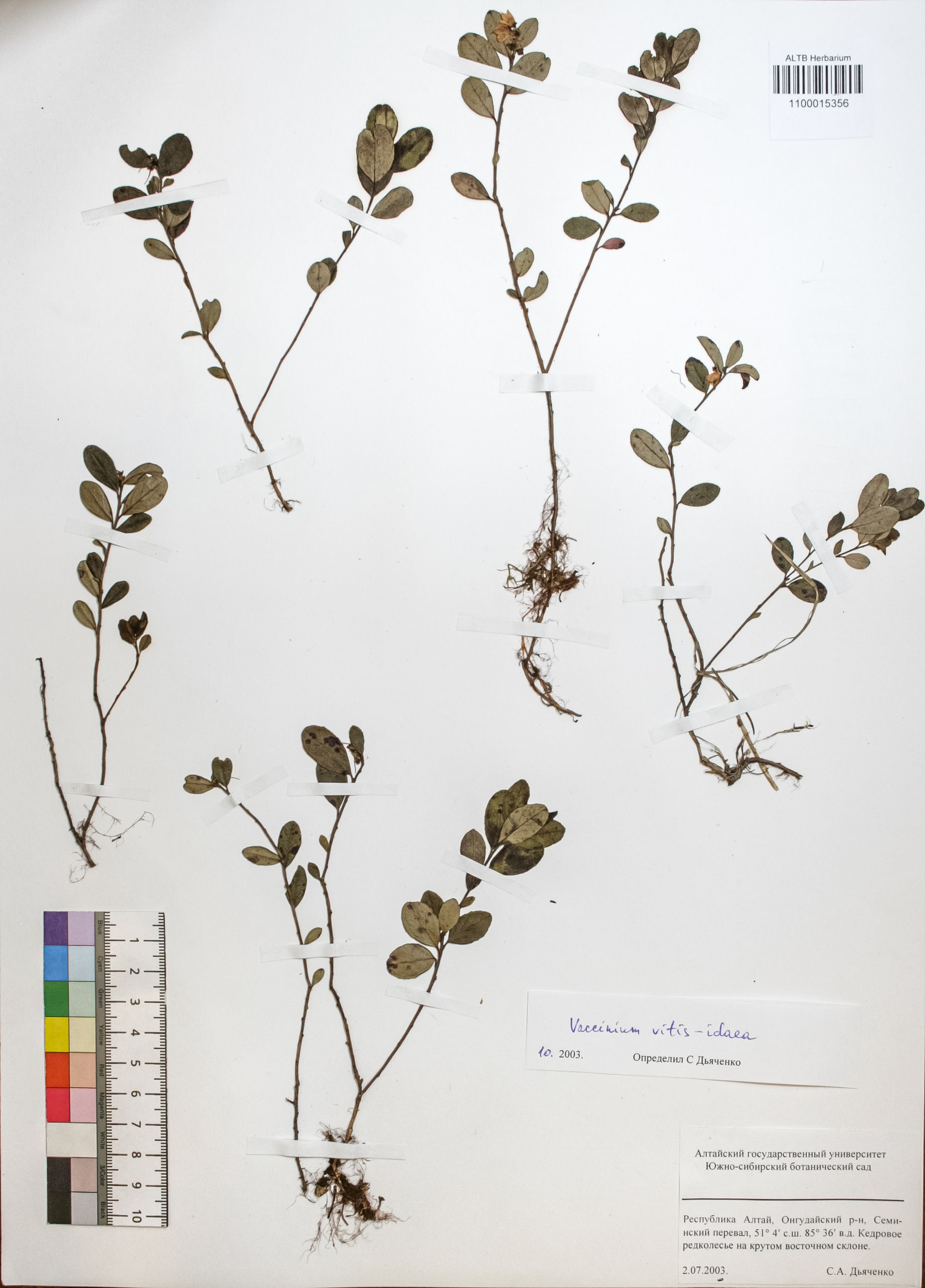 Vaccinium vitis-idaea L.