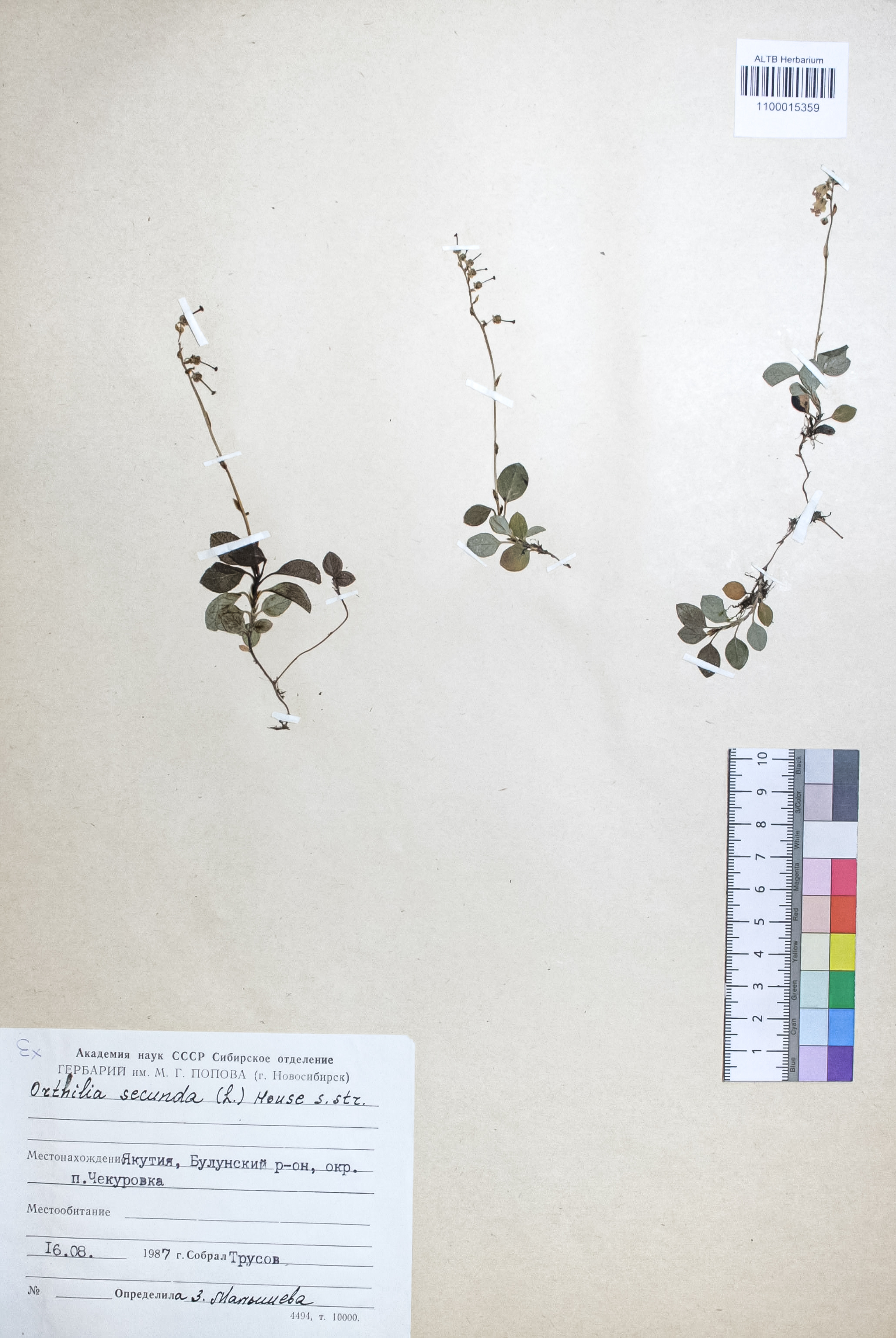 Orthilia secunda (L.) House