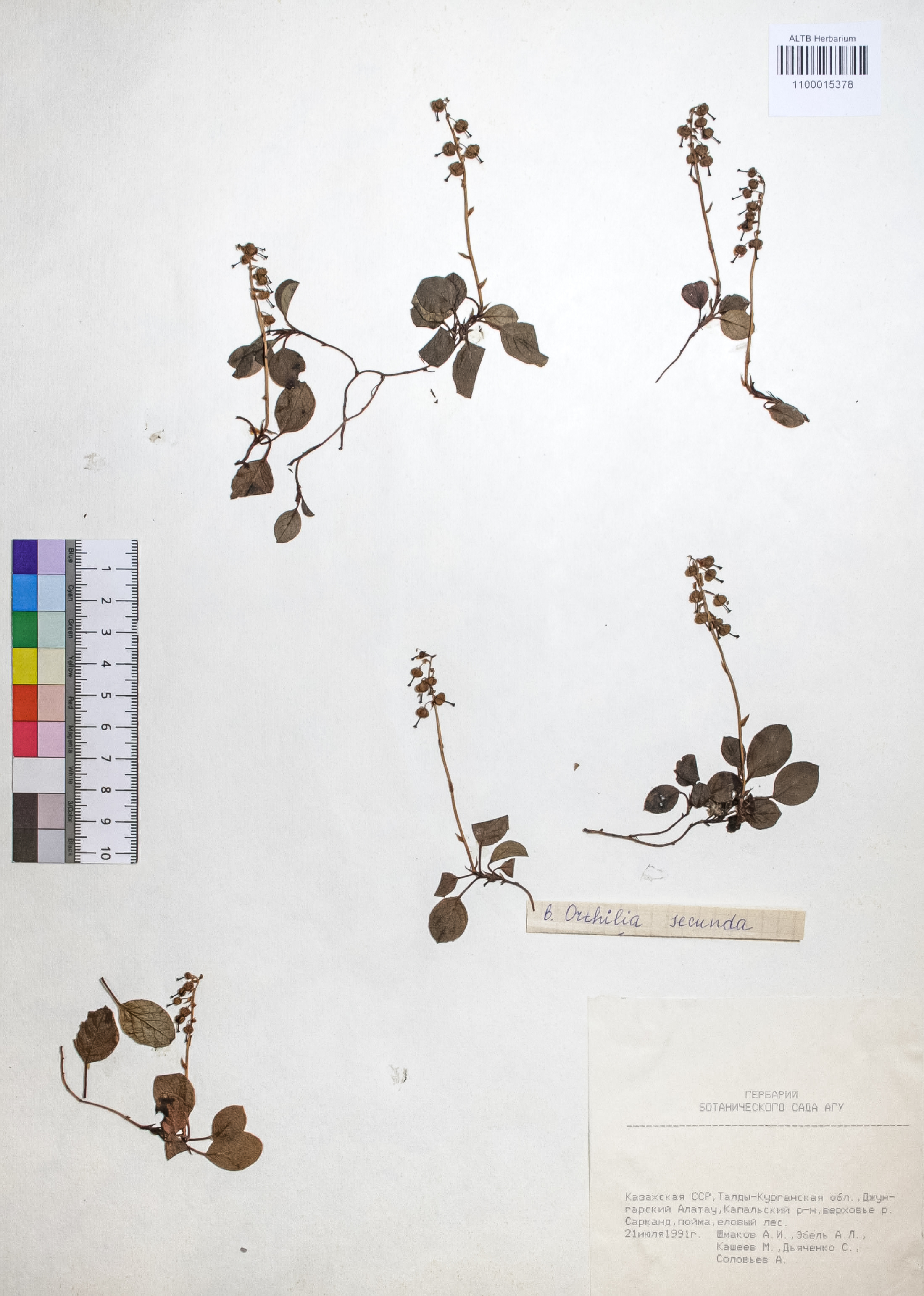 Orthilia secunda (L.) House