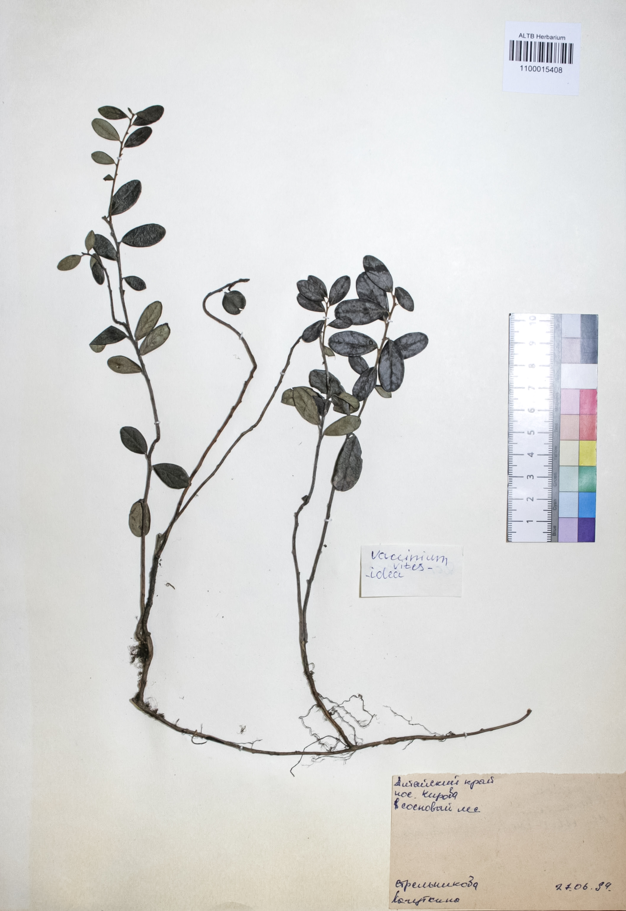 Vaccinium vitis-idaea L.