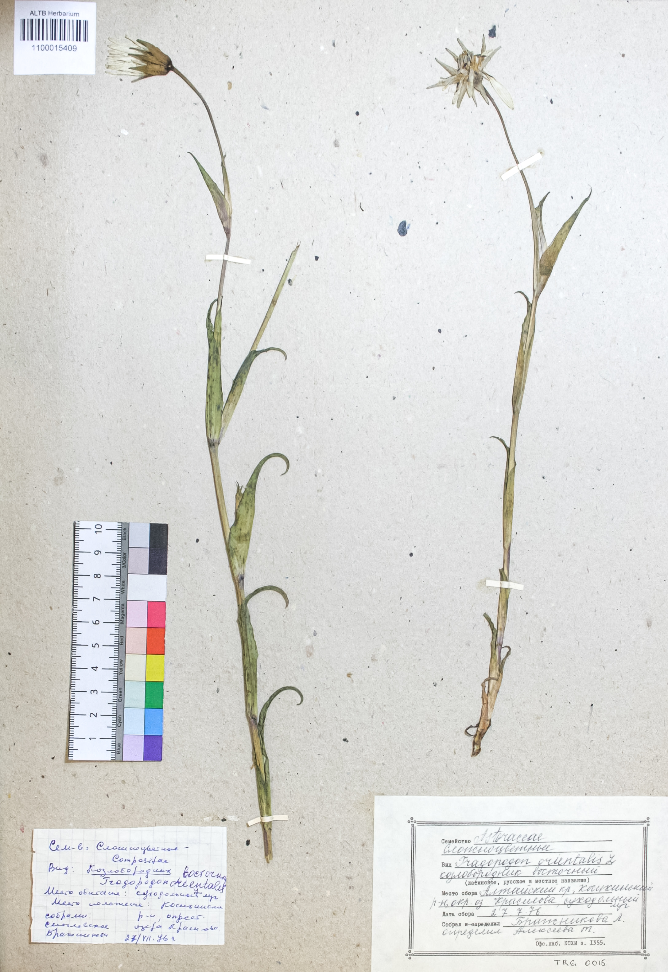 Tragopogon orientalis L.