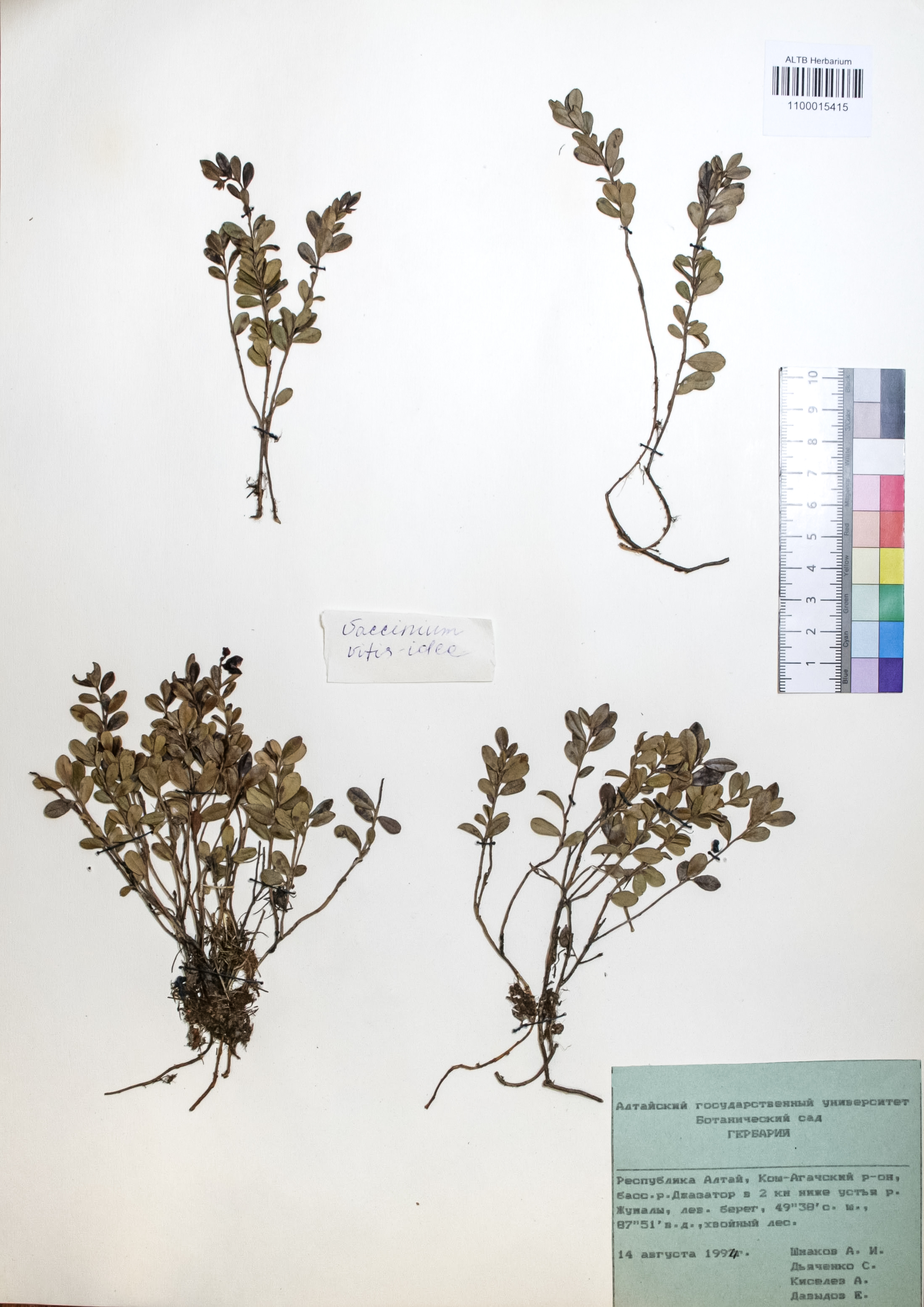 Vaccinium vitis-idaea L.