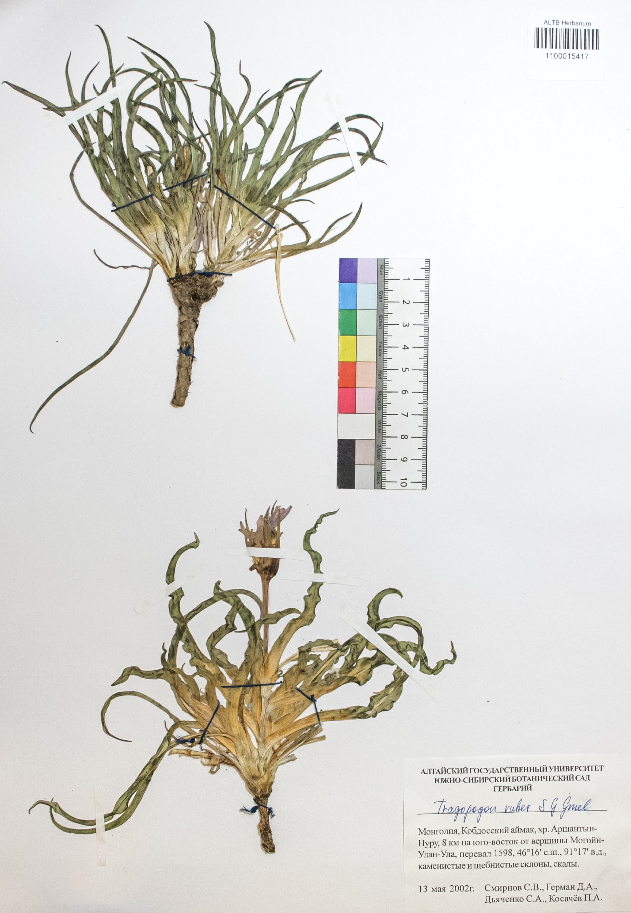 Tragopogon ruber S.G.Gmel.