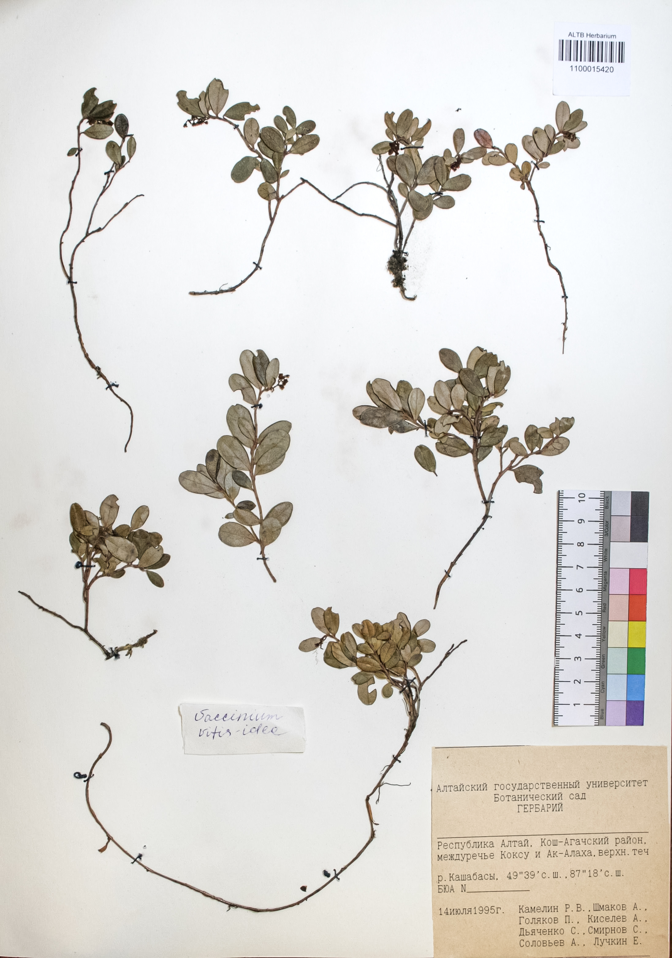 Vaccinium vitis-idaea L.