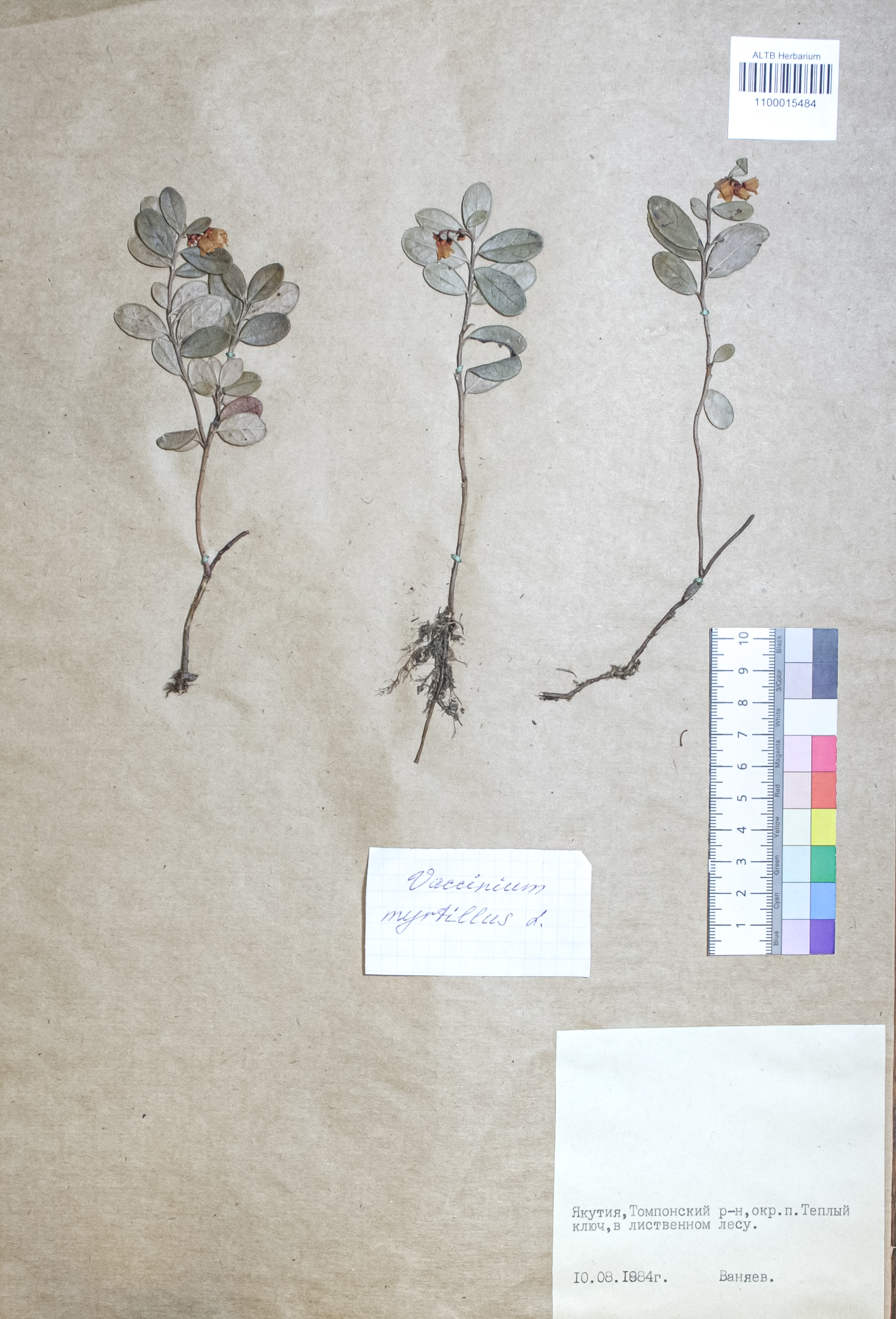 Vaccinium vitis-idaea L.