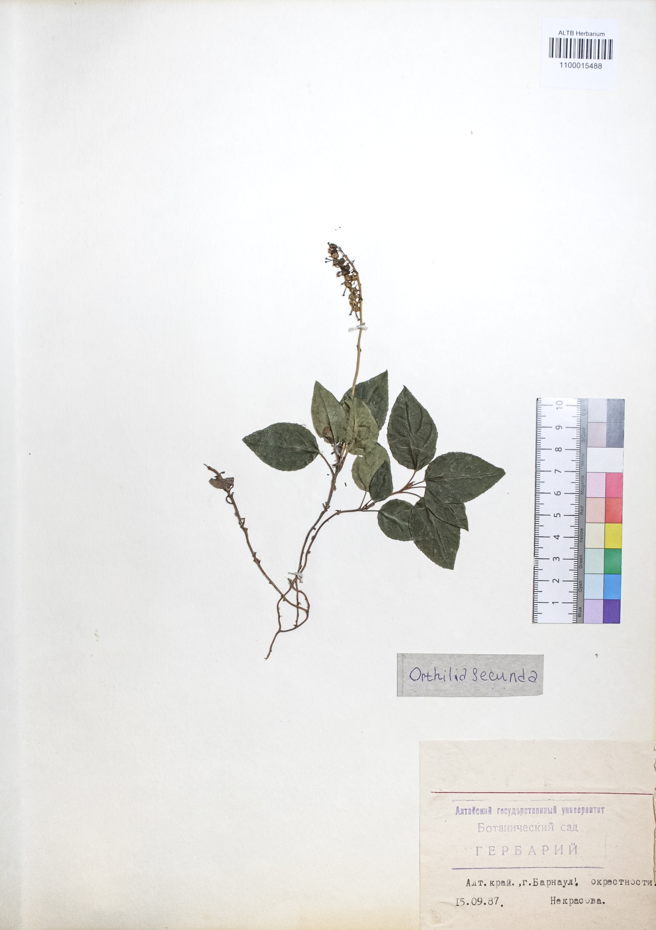 Orthilia secunda (L.) House