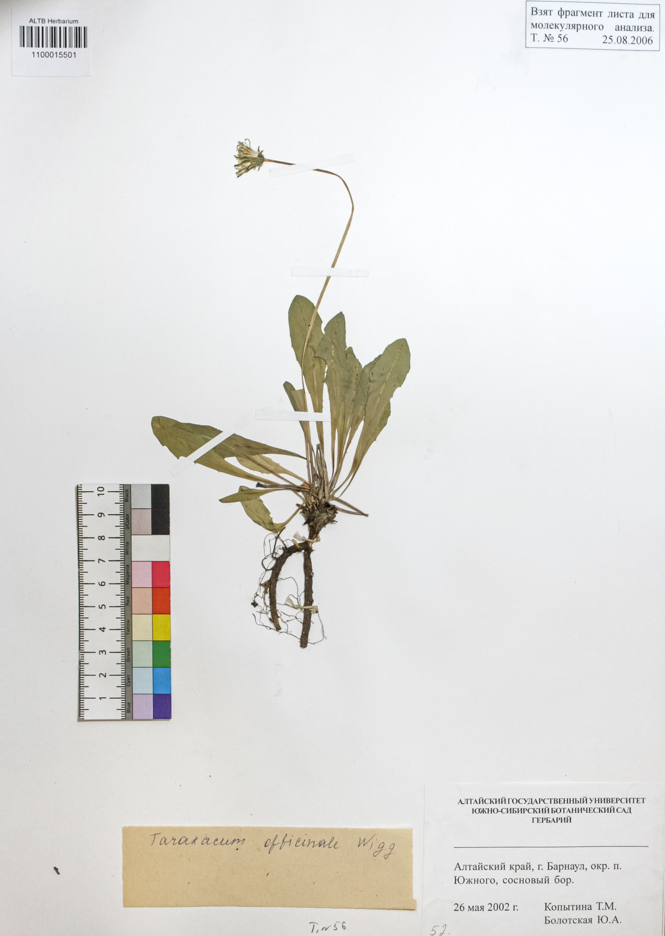 Taraxacum officinale Wigg.