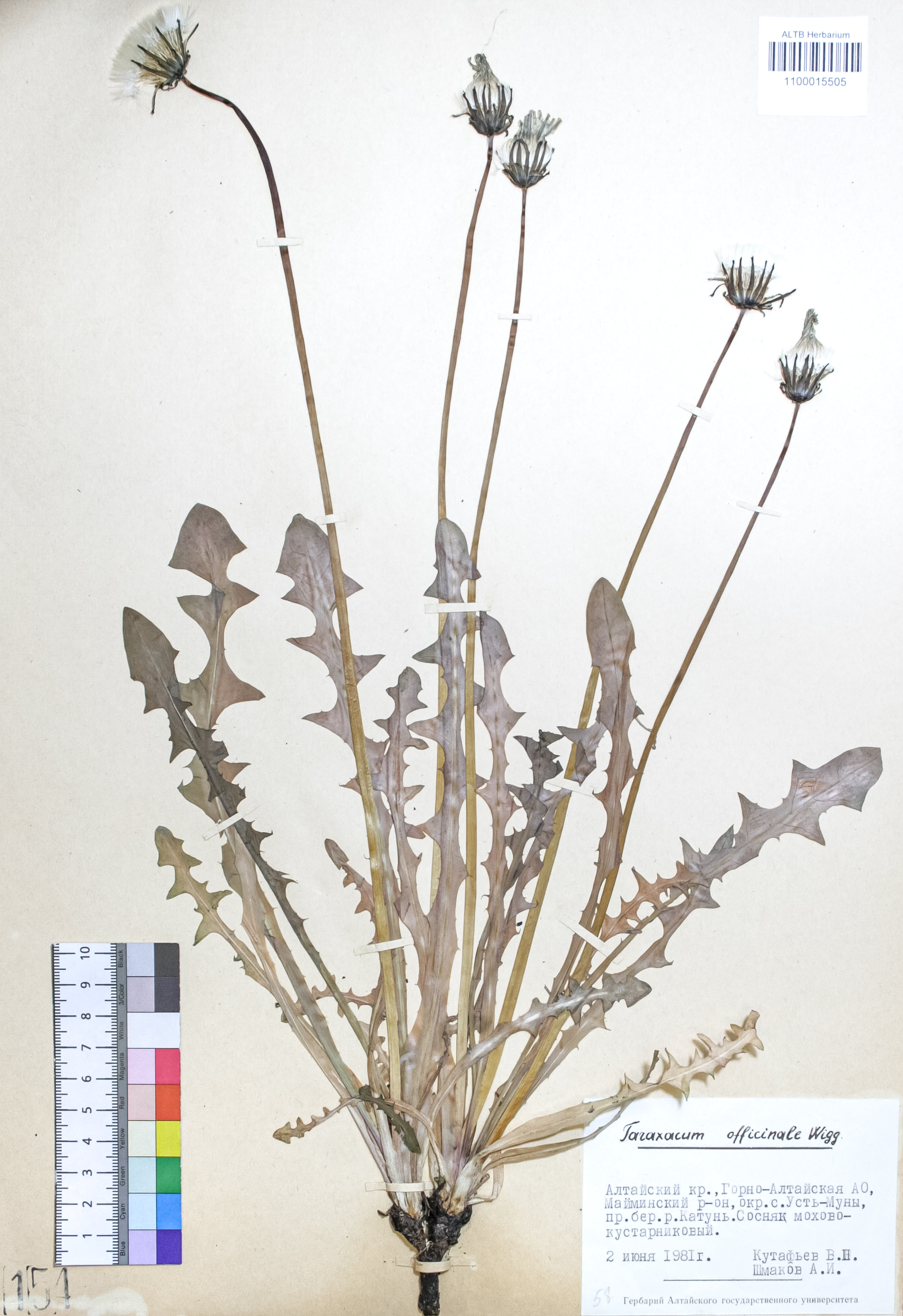 Taraxacum officinale Wigg.