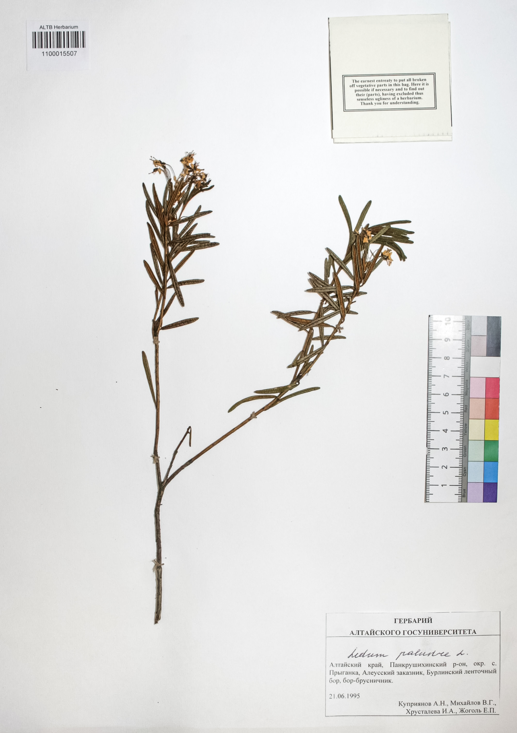Ledum palustre L.