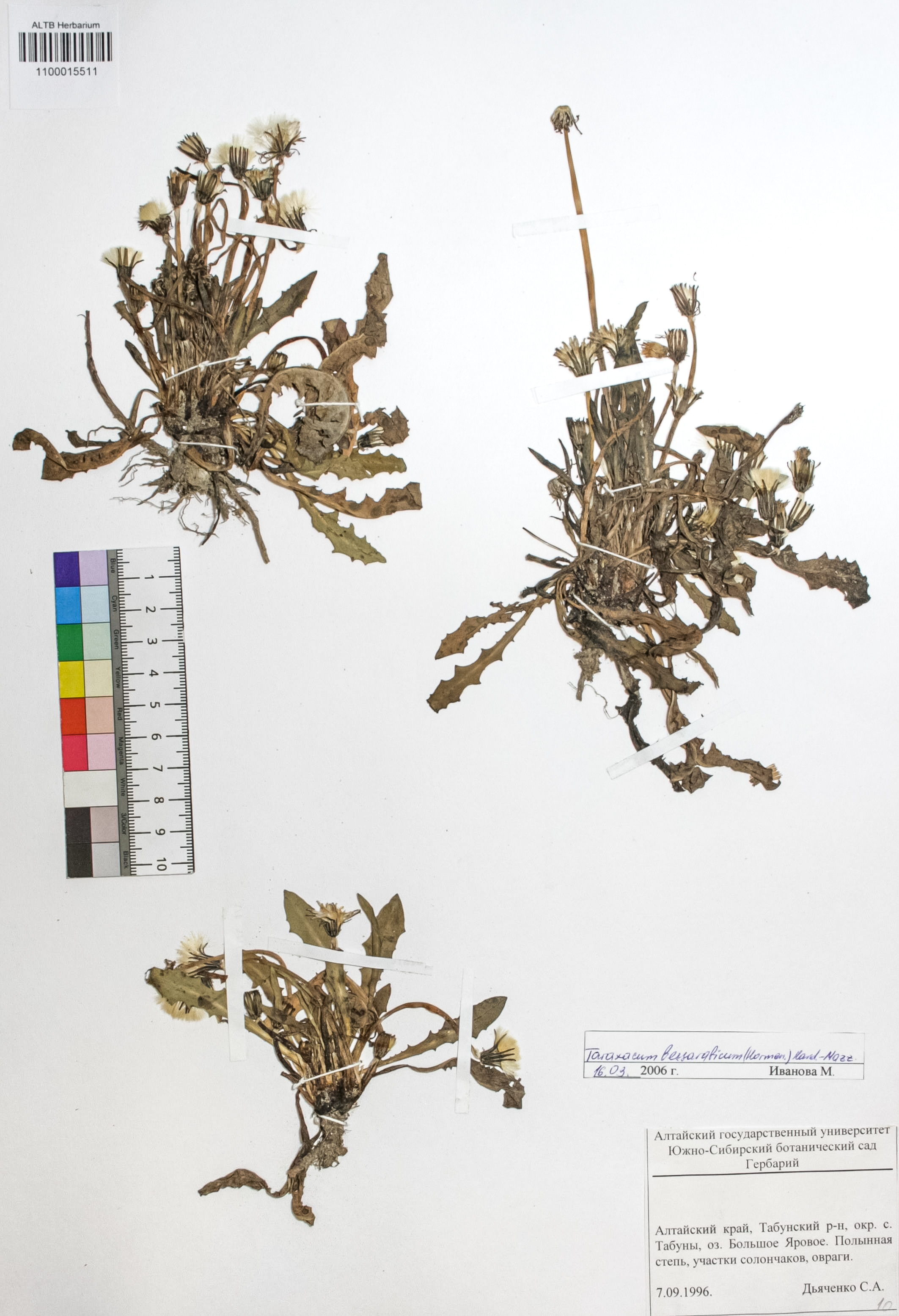 Taraxacum bessarabicum (Hornem.) Hand.-Mazz.
