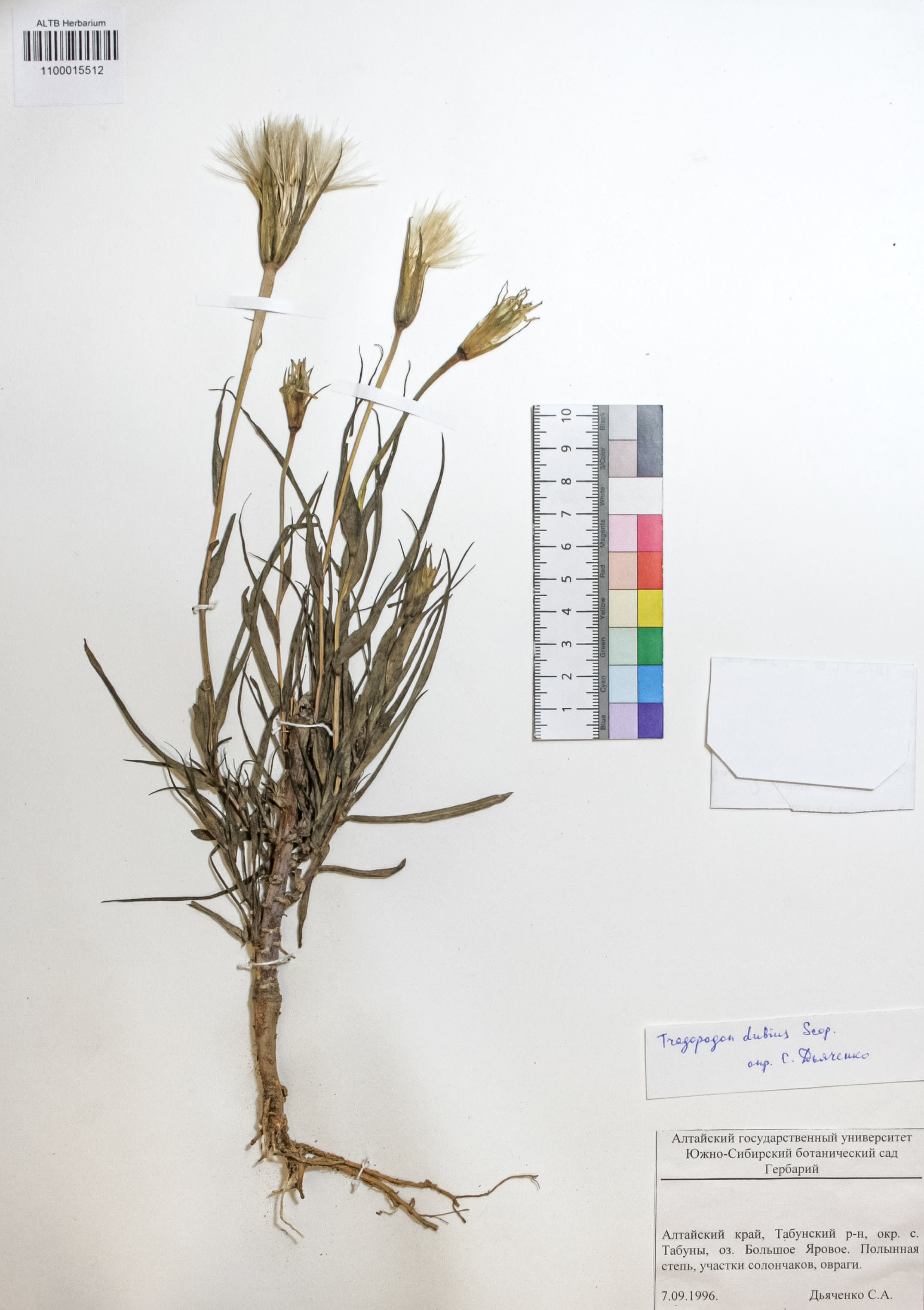 Tragopogon dubius Scop.