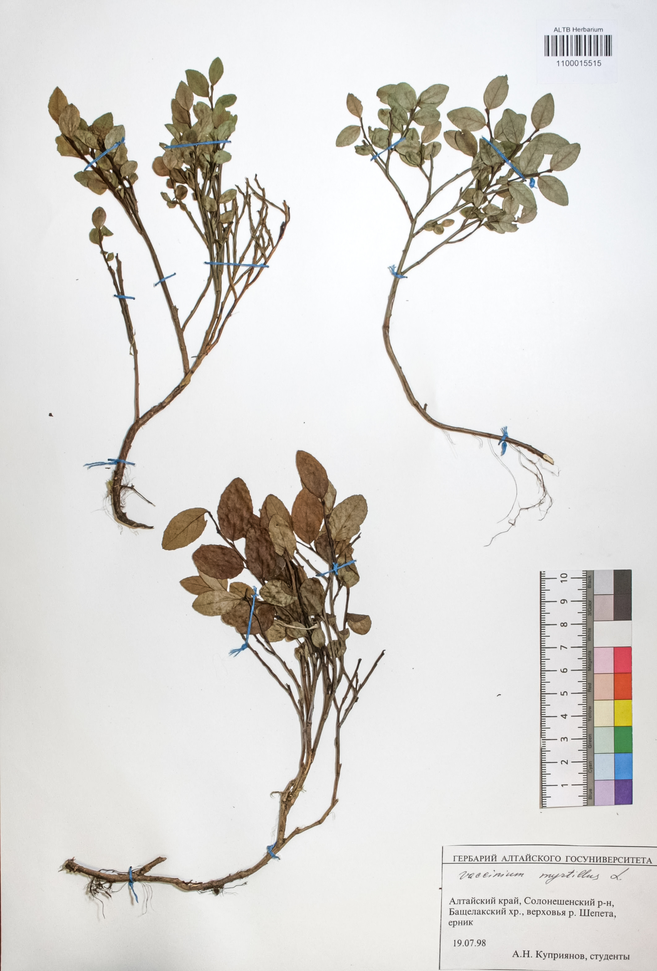 Vaccinium myrtillus L.