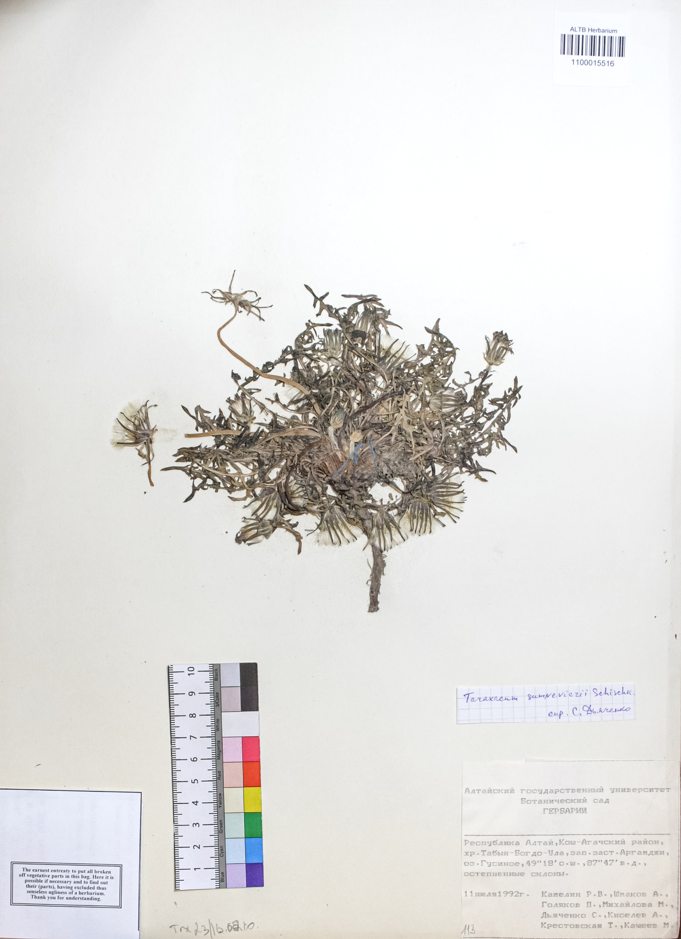 Taraxacum sumneviczii Schischk.