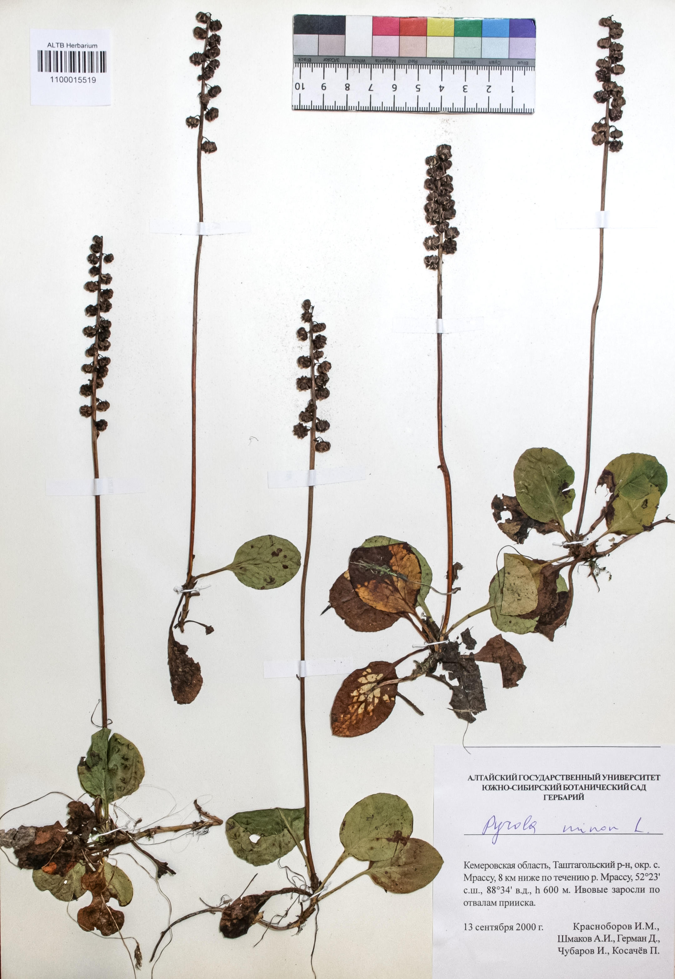 Pyrola minor L.