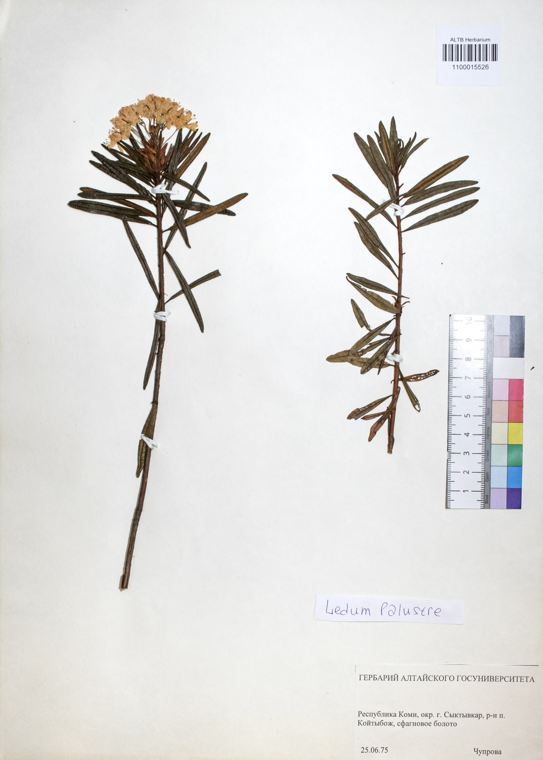 Ledum palustre L.