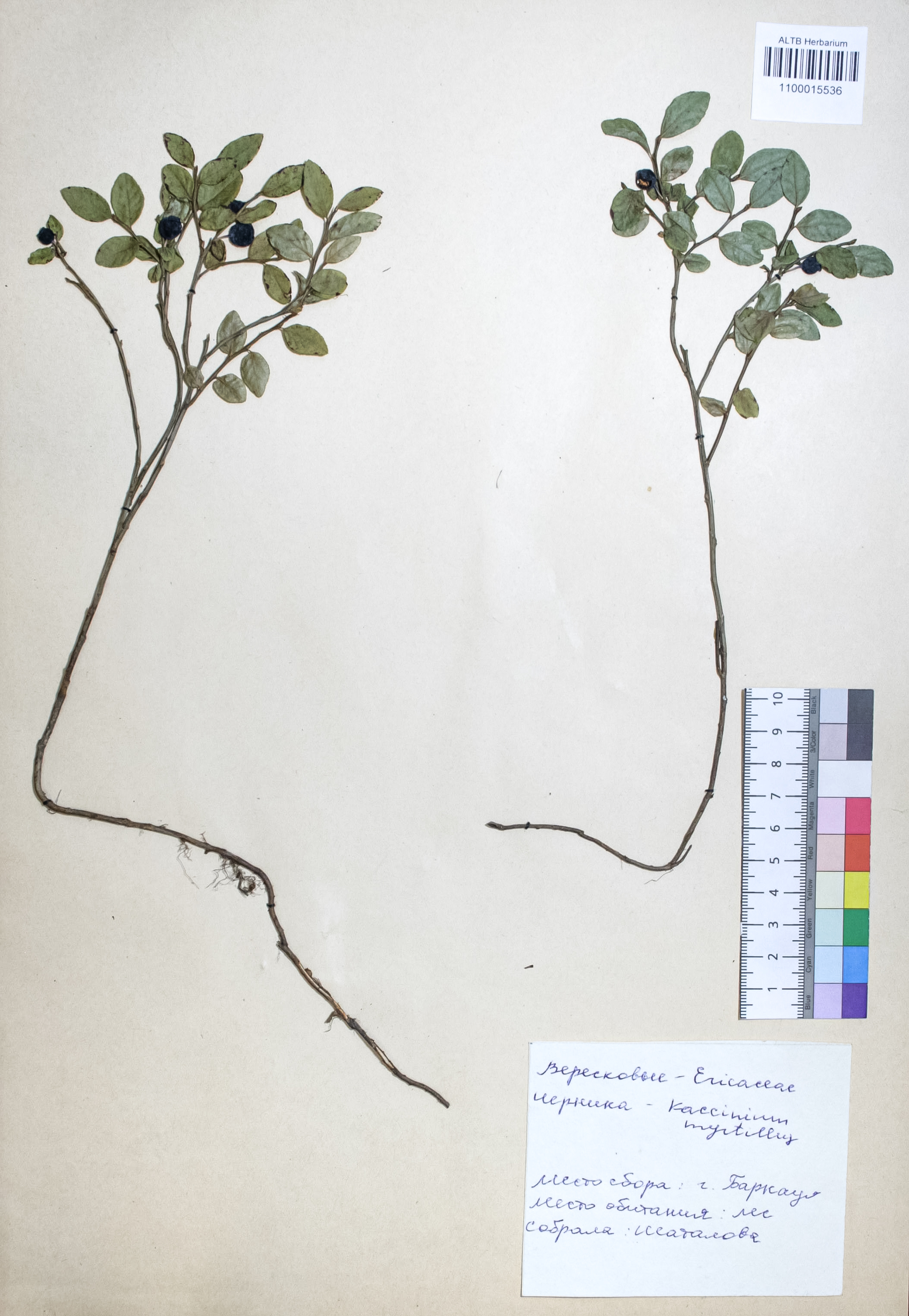 Vaccinium myrtillus L.
