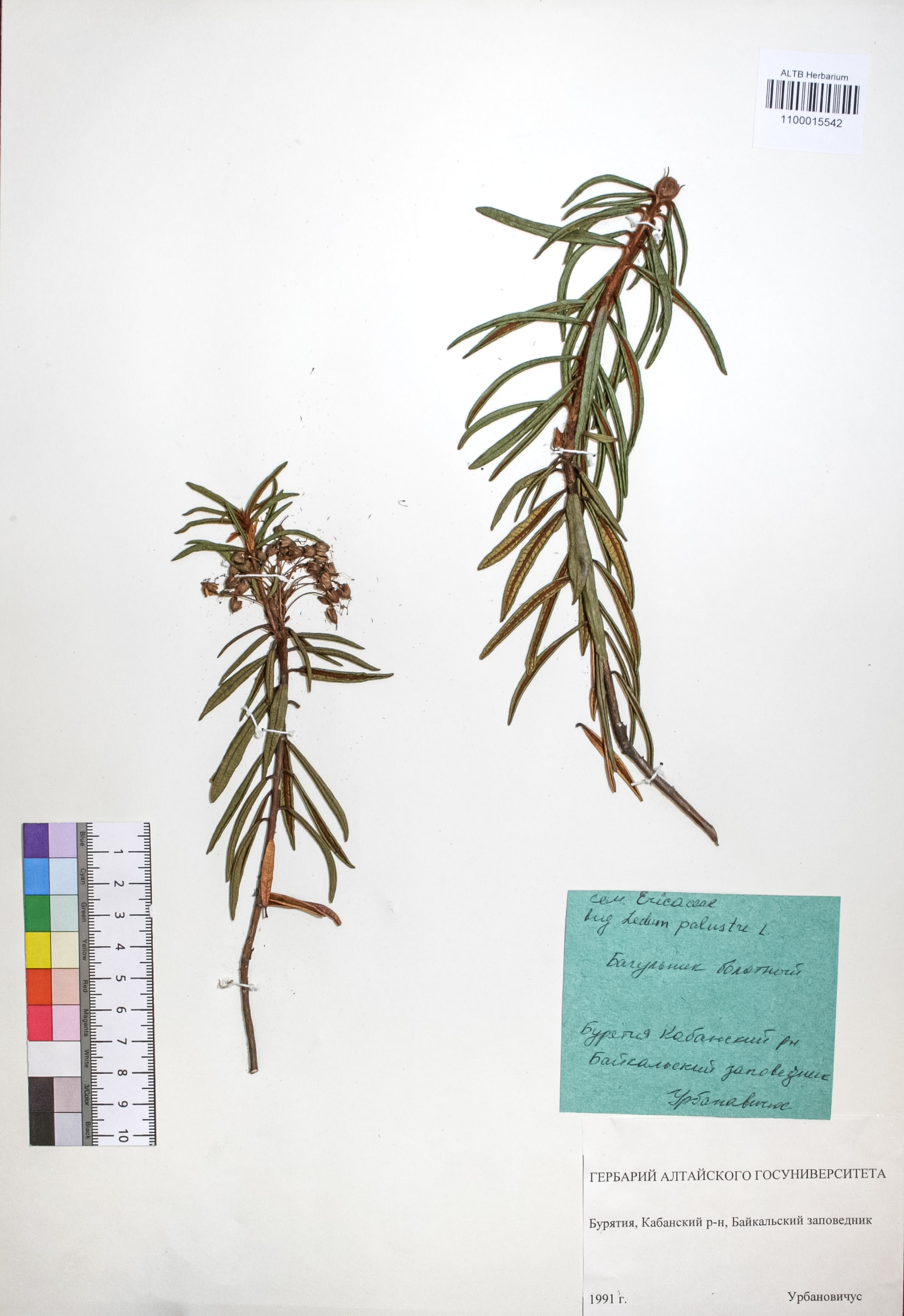 Ledum palustre L.