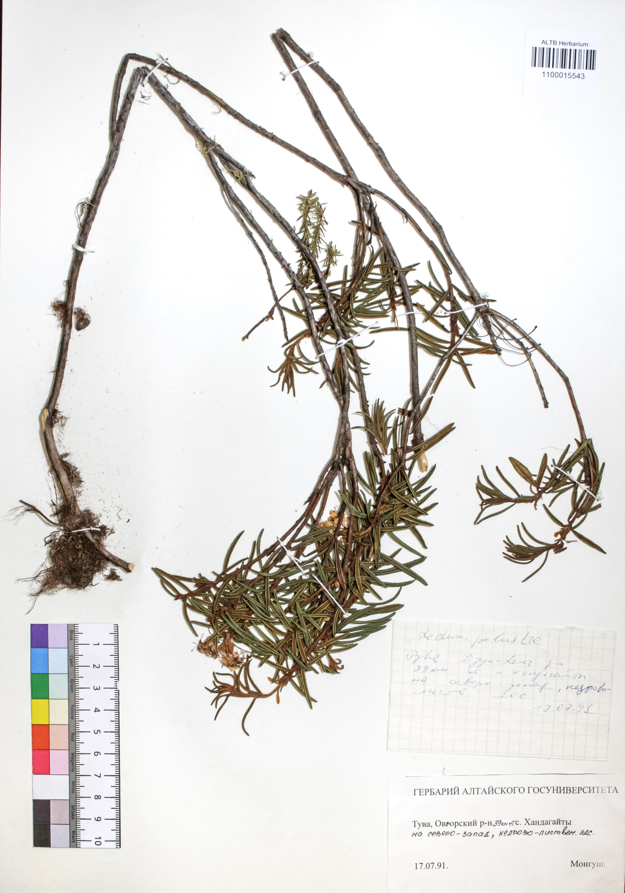 Ledum palustre L.