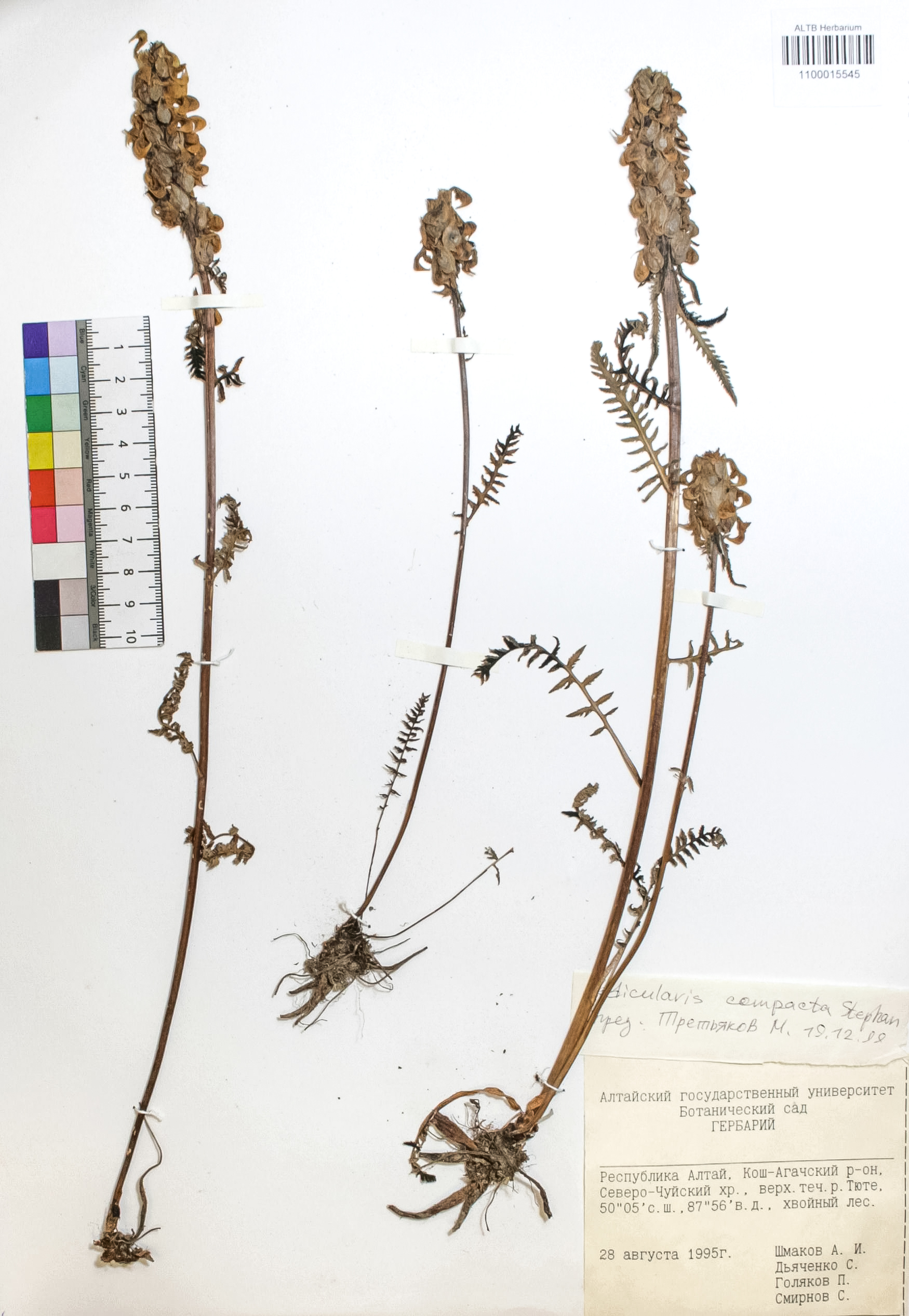 Pedicularis compacta Stephan
