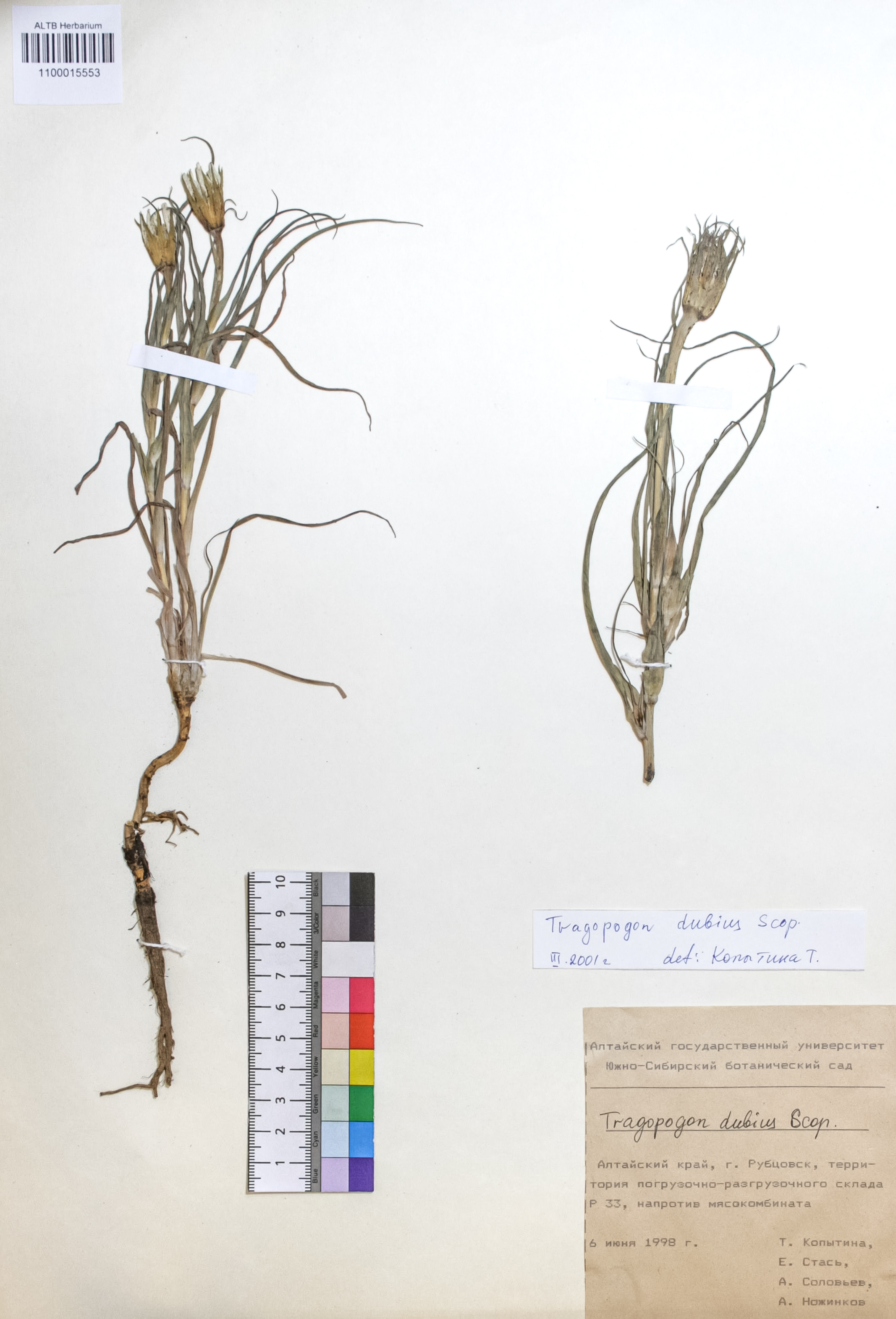 Tragopogon dubius Scop.
