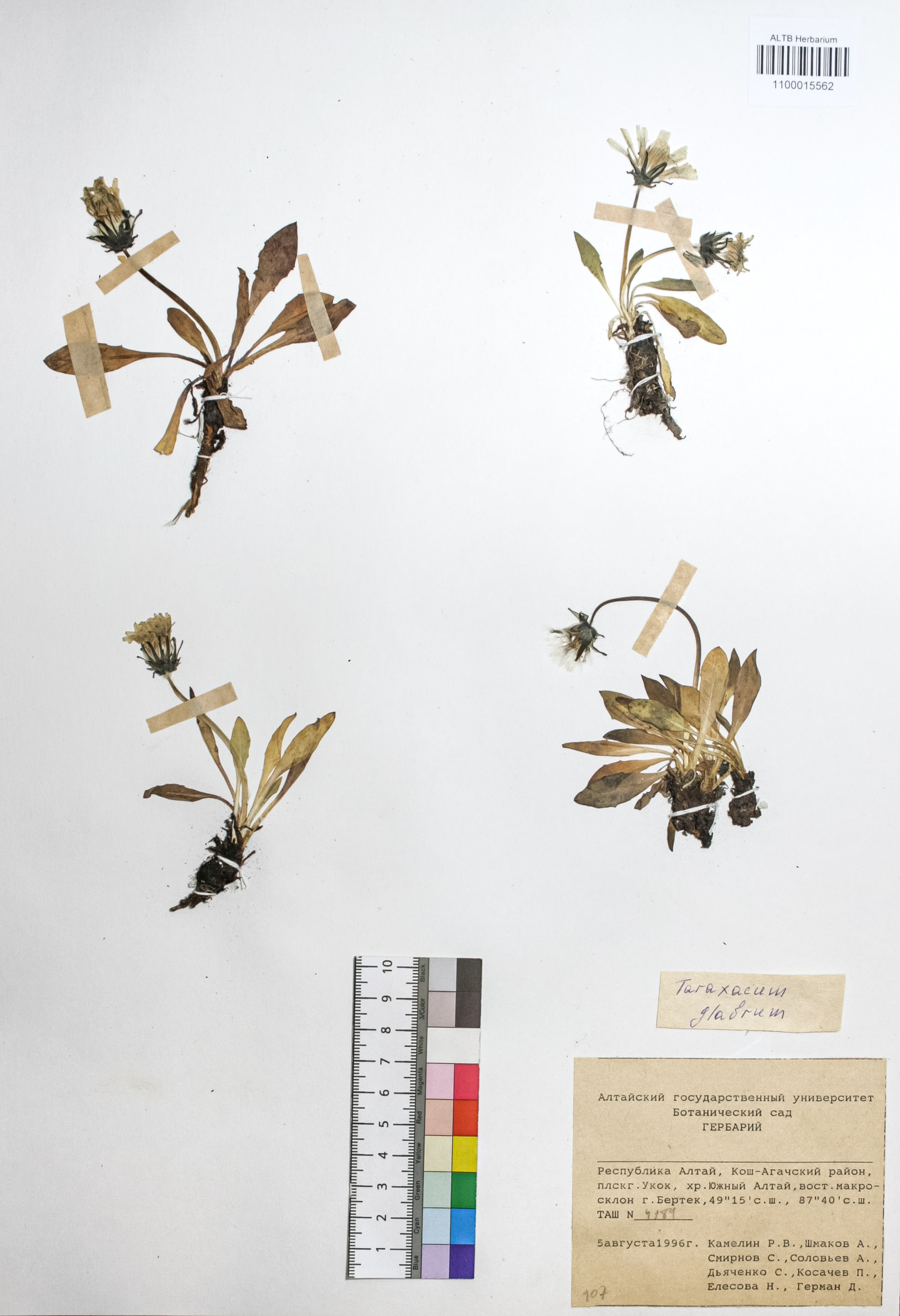 Taraxacum glabrum DC.