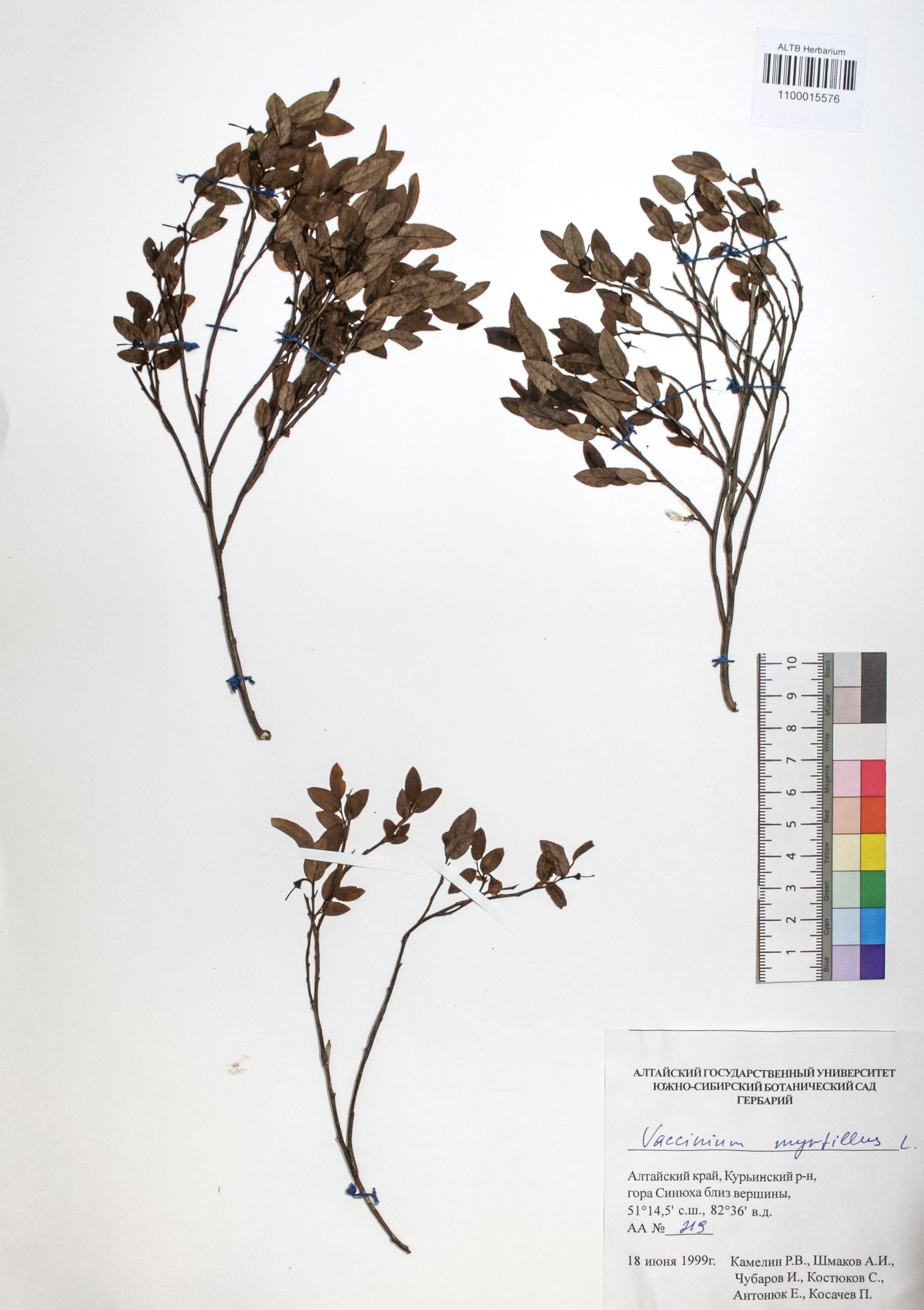 Vaccinium myrtillus L.