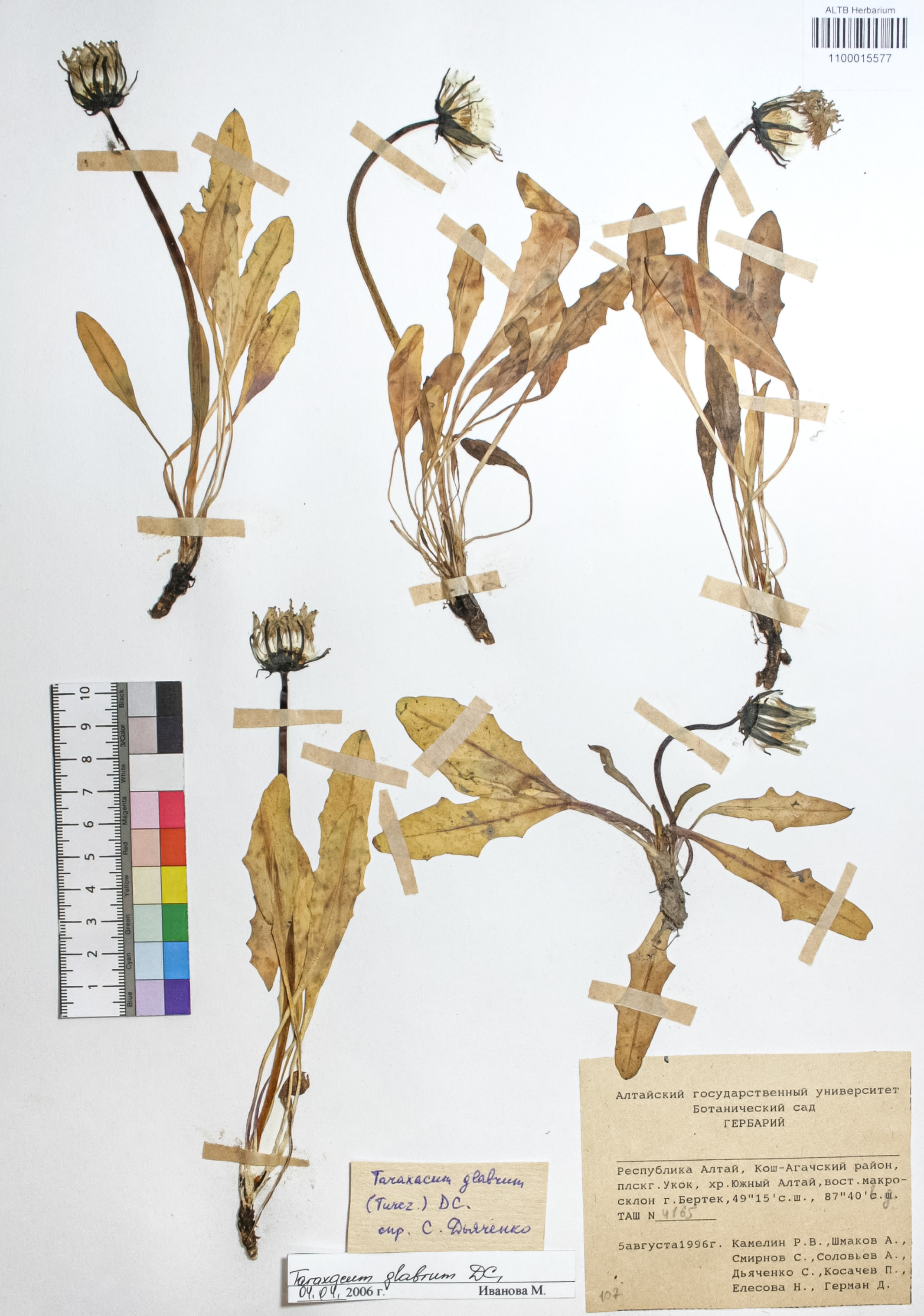 Taraxacum glabrum DC.