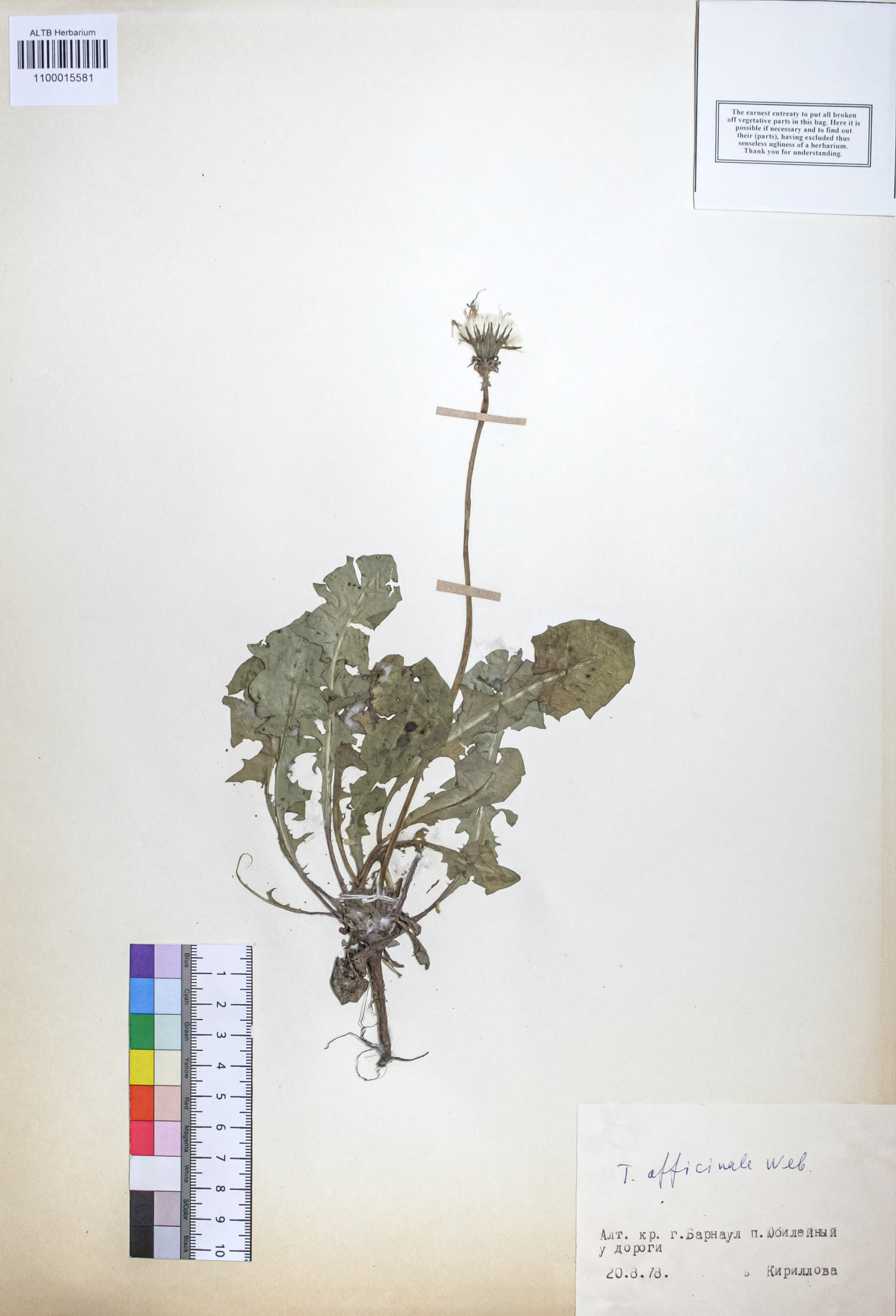 Taraxacum officinale Wigg.