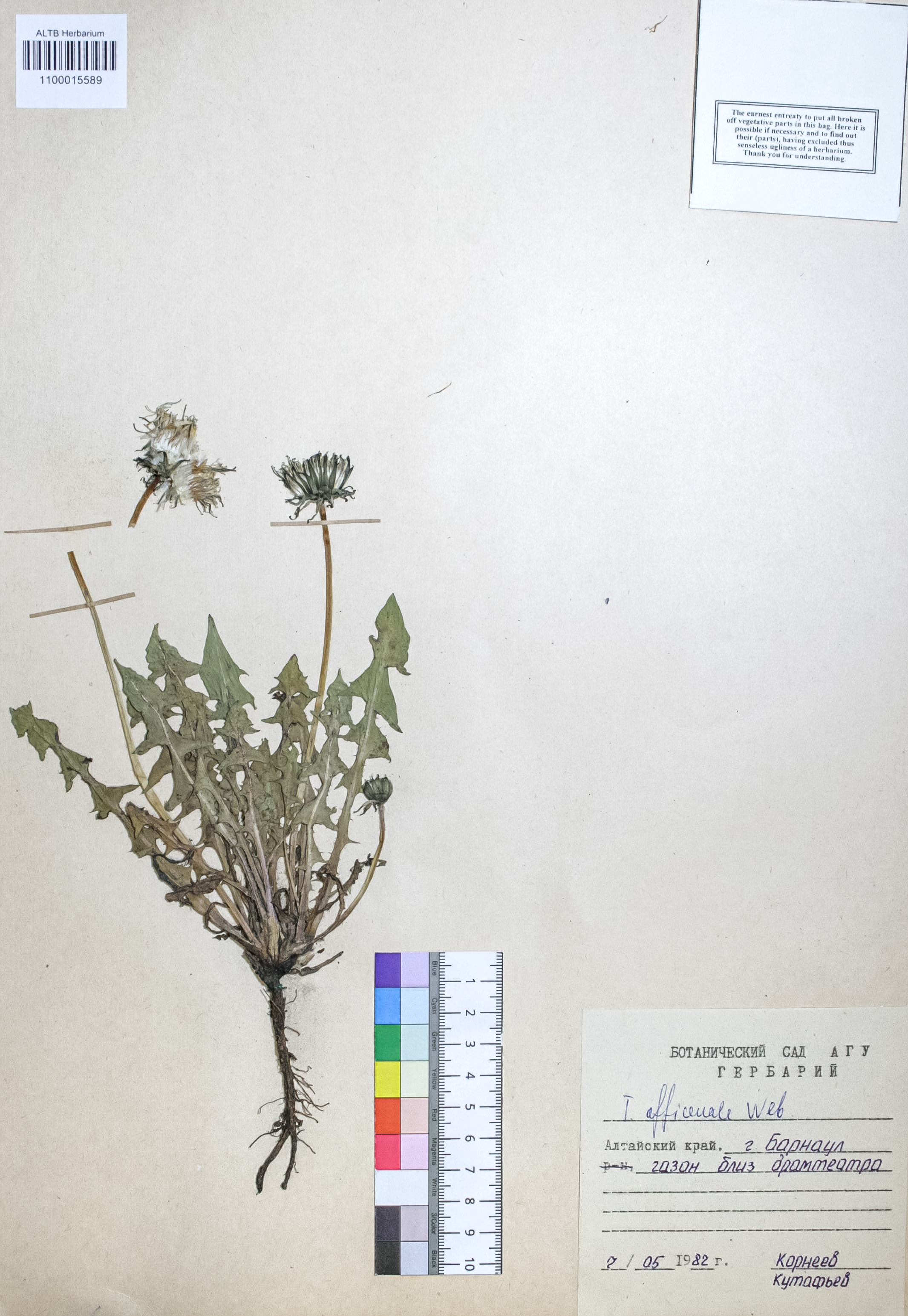Taraxacum officinale Wigg.