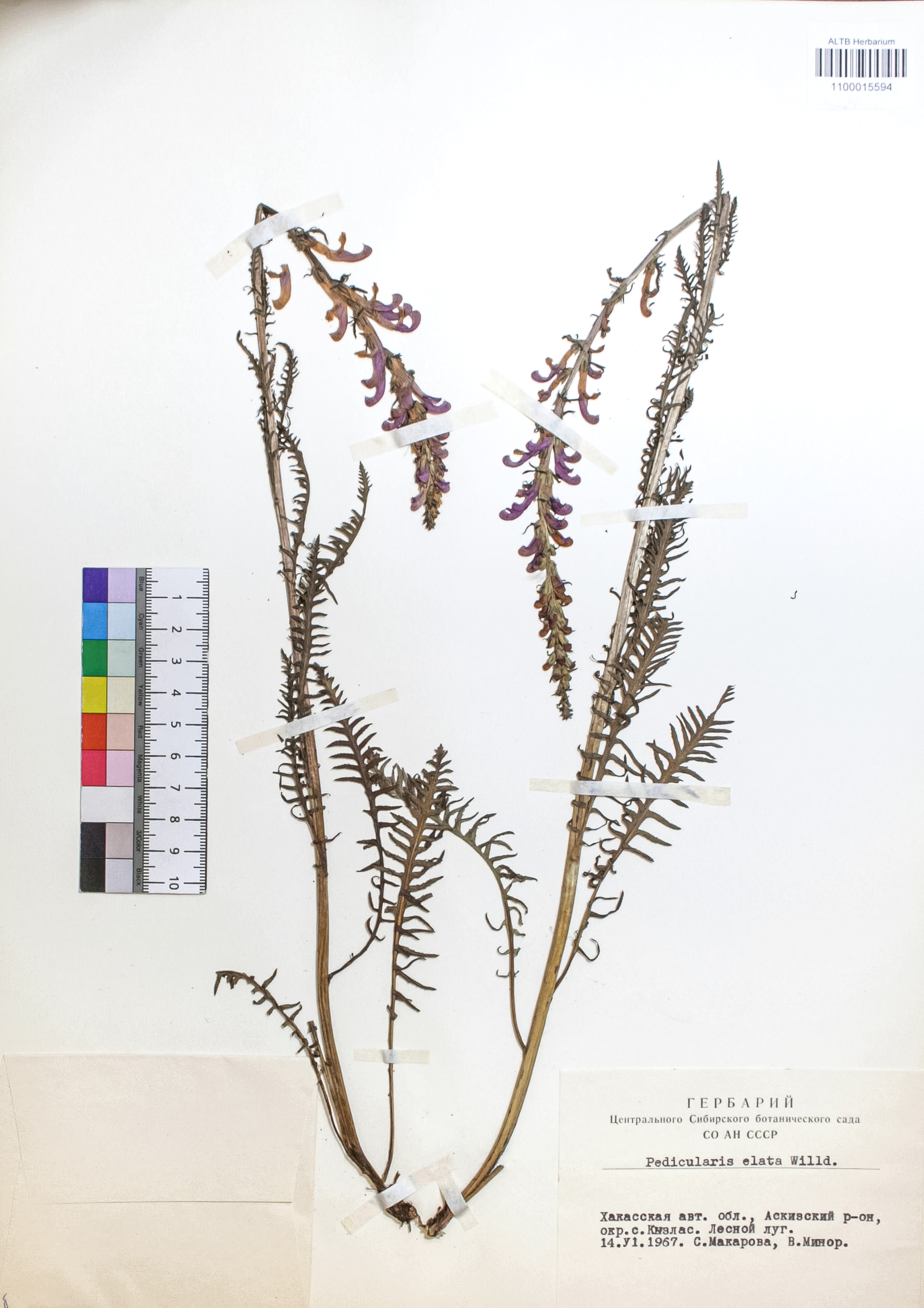 Pedicularis elata Willd